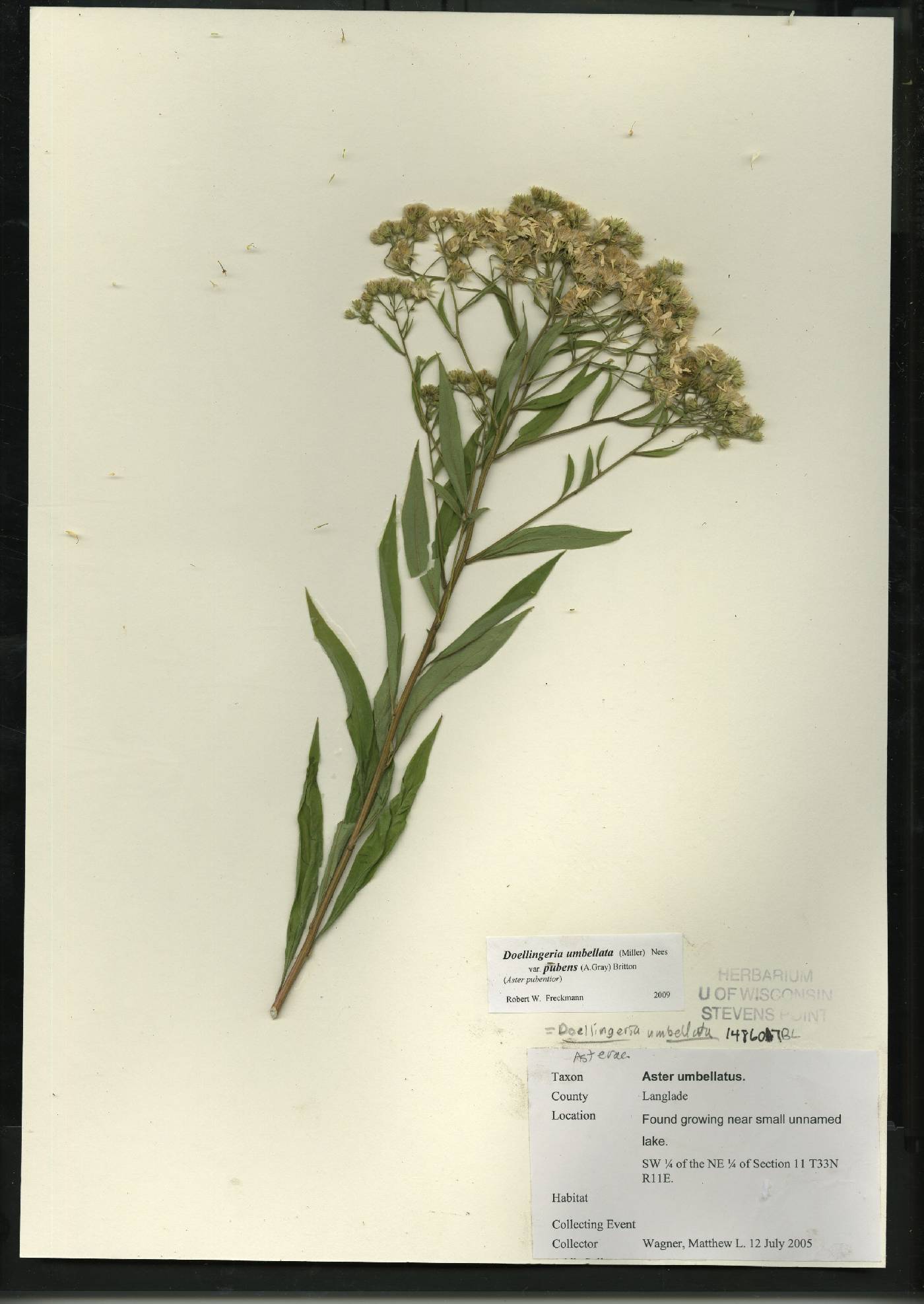 Doellingeria umbellata var. pubens image