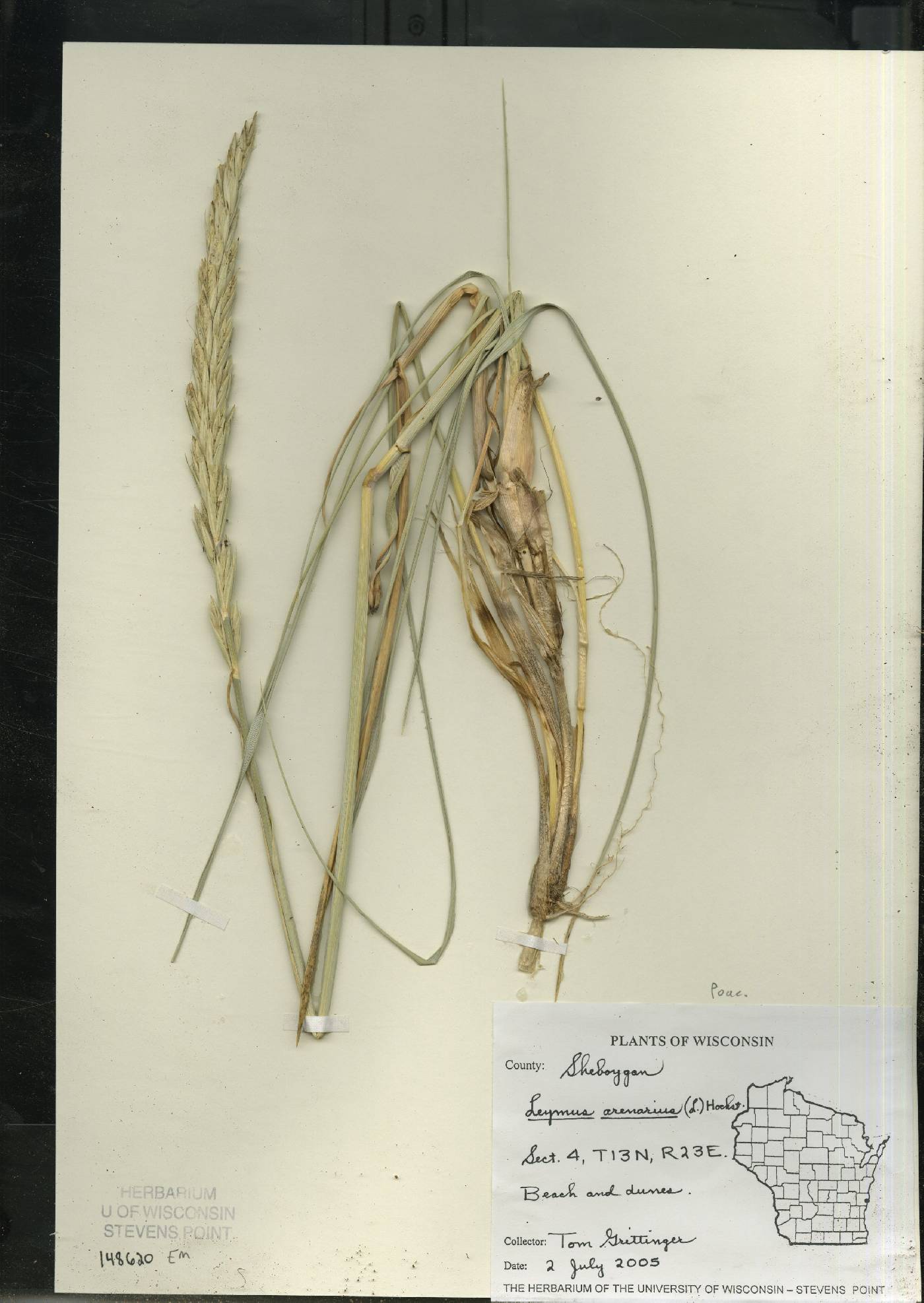 Leymus arenarius image