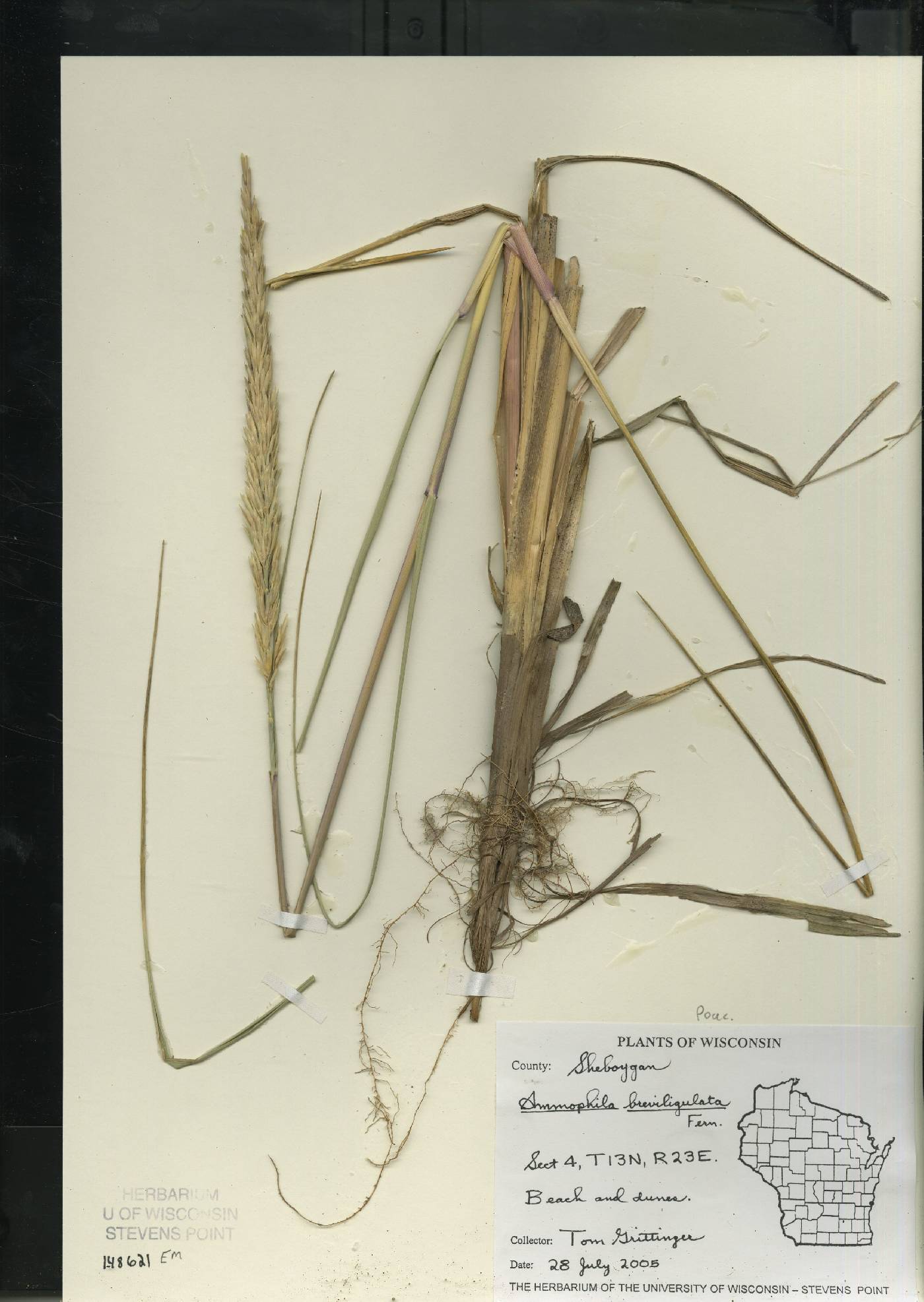 Ammophila breviligulata image