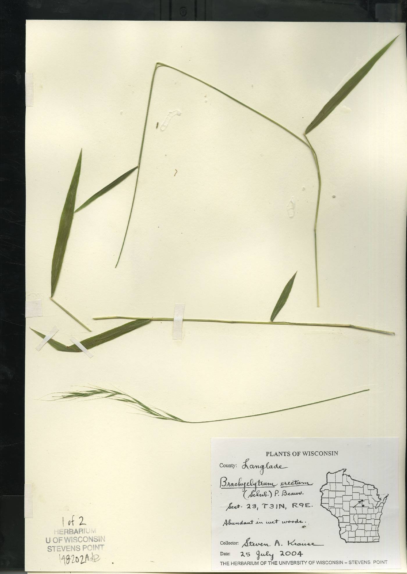 Brachyelytrum aristosum image