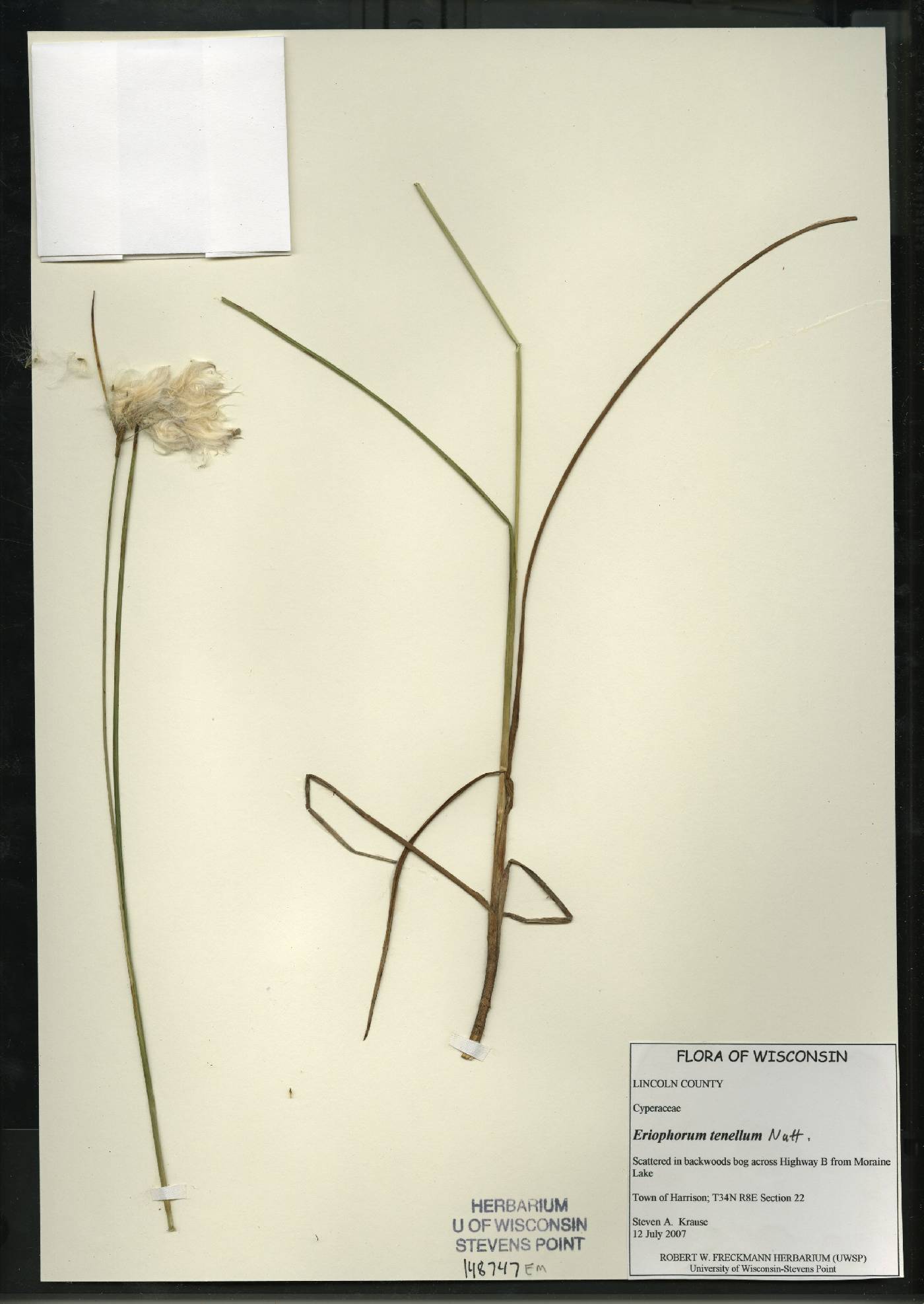 Eriophorum tenellum image