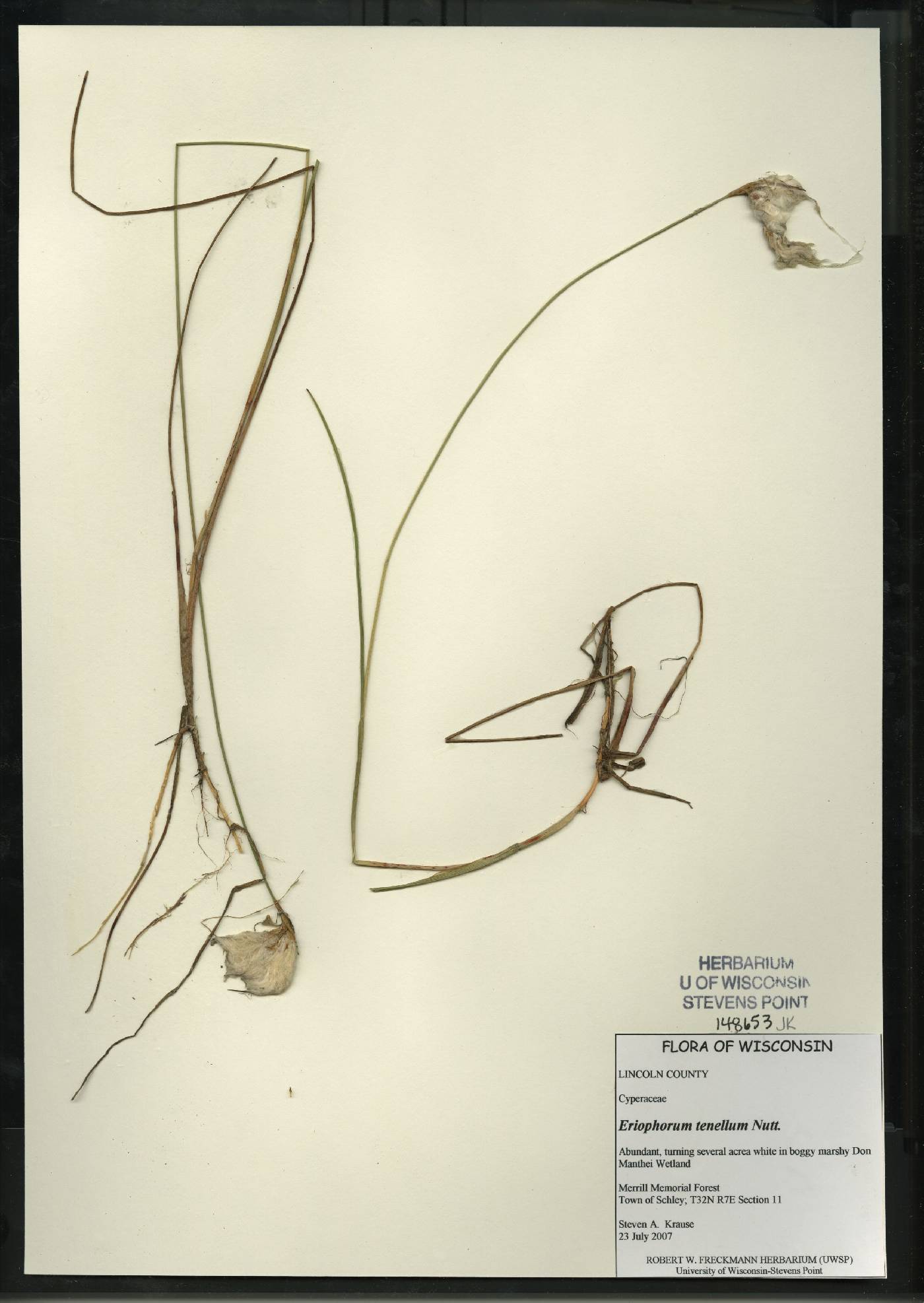 Eriophorum tenellum image