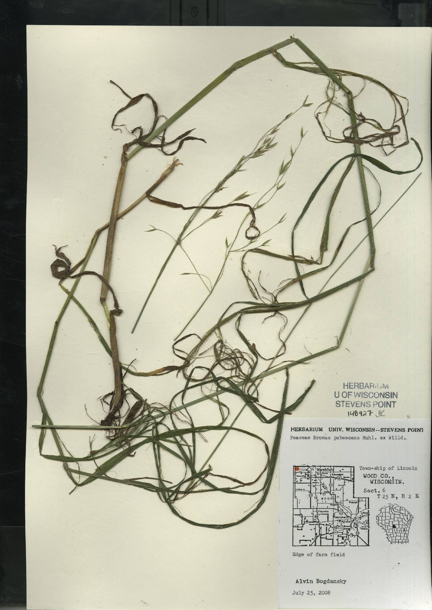Bromus pubescens image