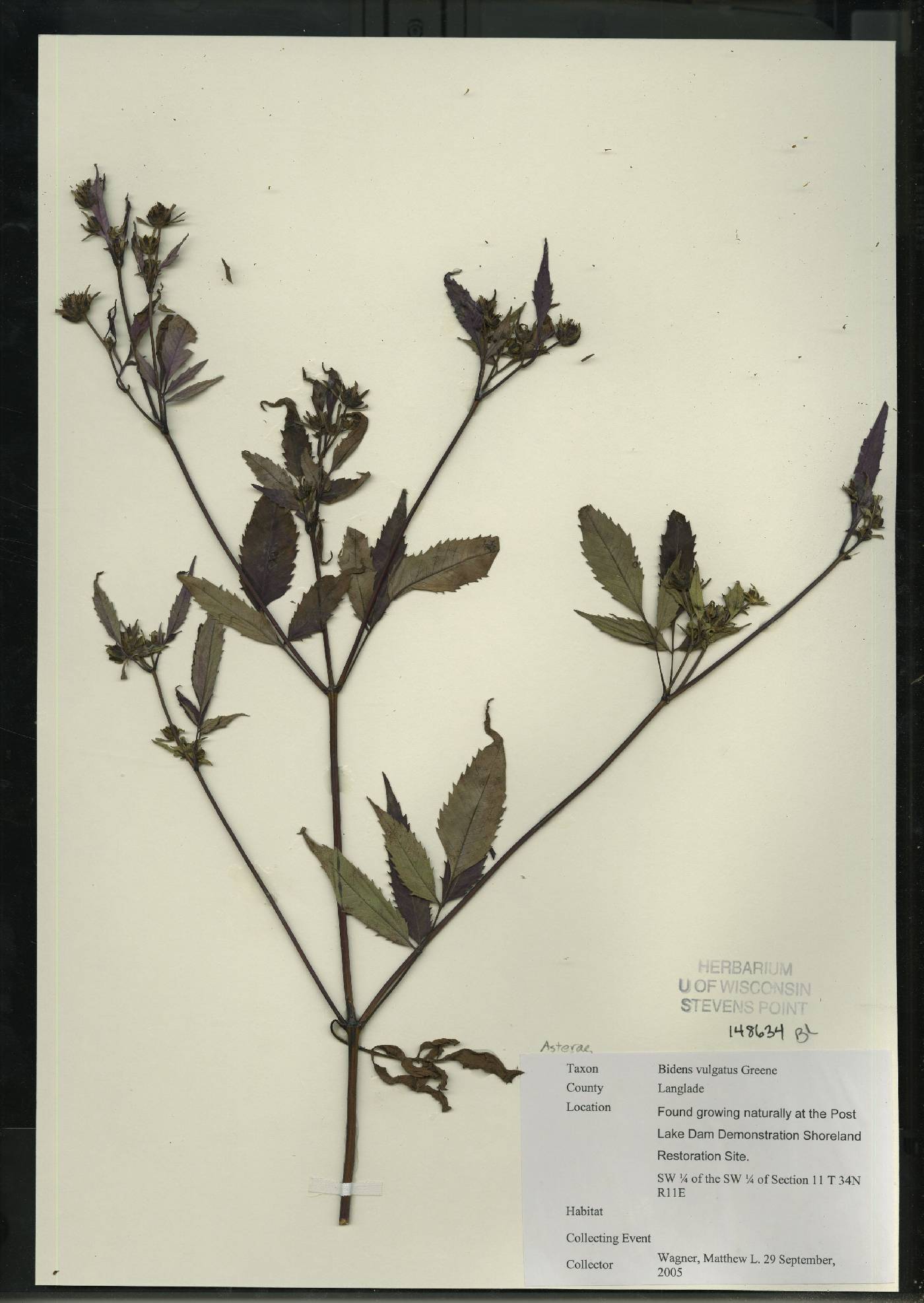 Bidens vulgata image
