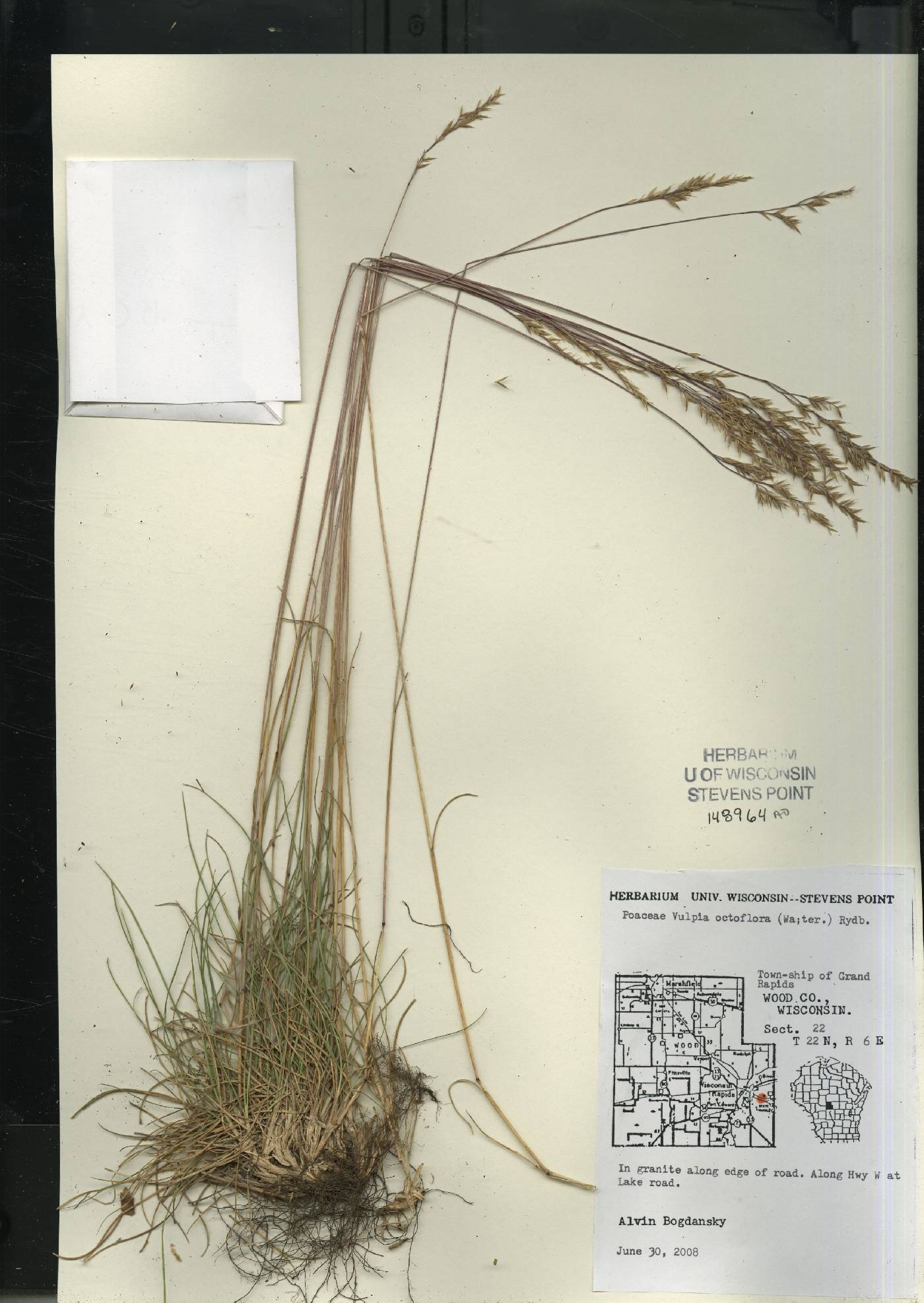 Festuca octoflora var. glauca image