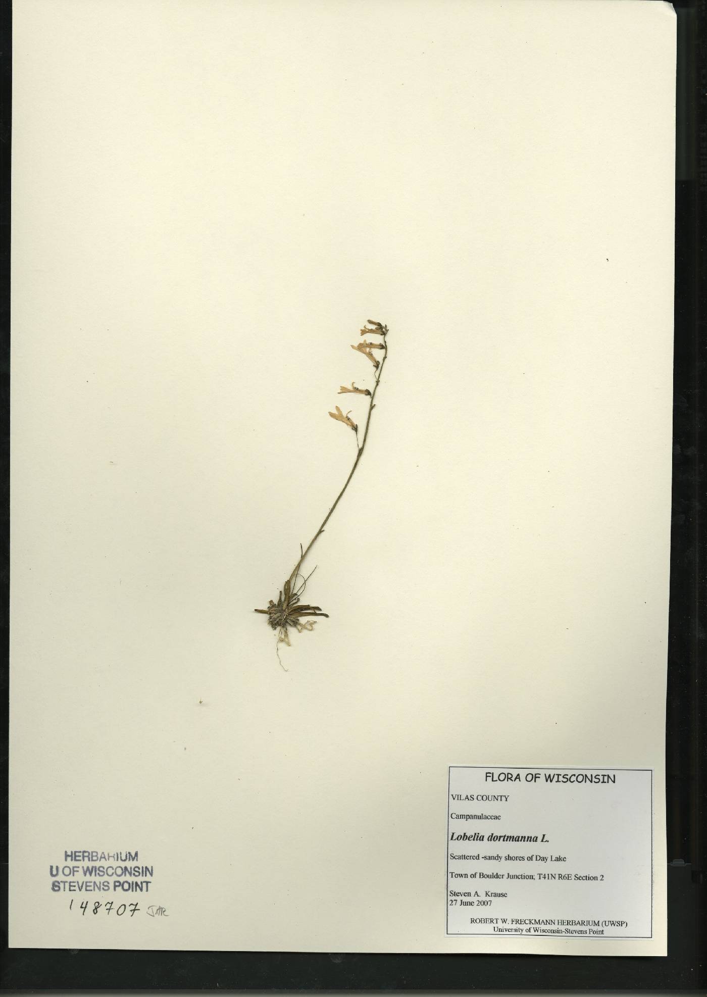 Lobelia dortmanna image
