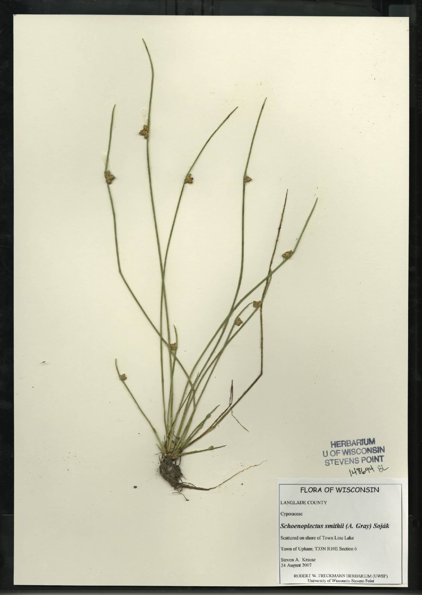 Schoenoplectus smithii image
