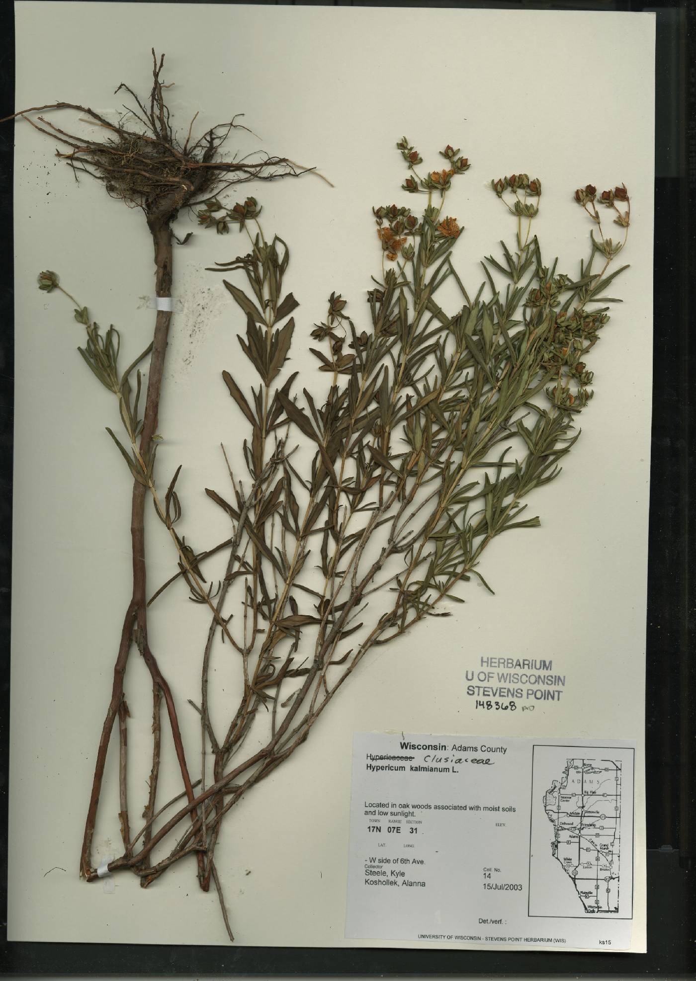 Hypericum kalmianum image