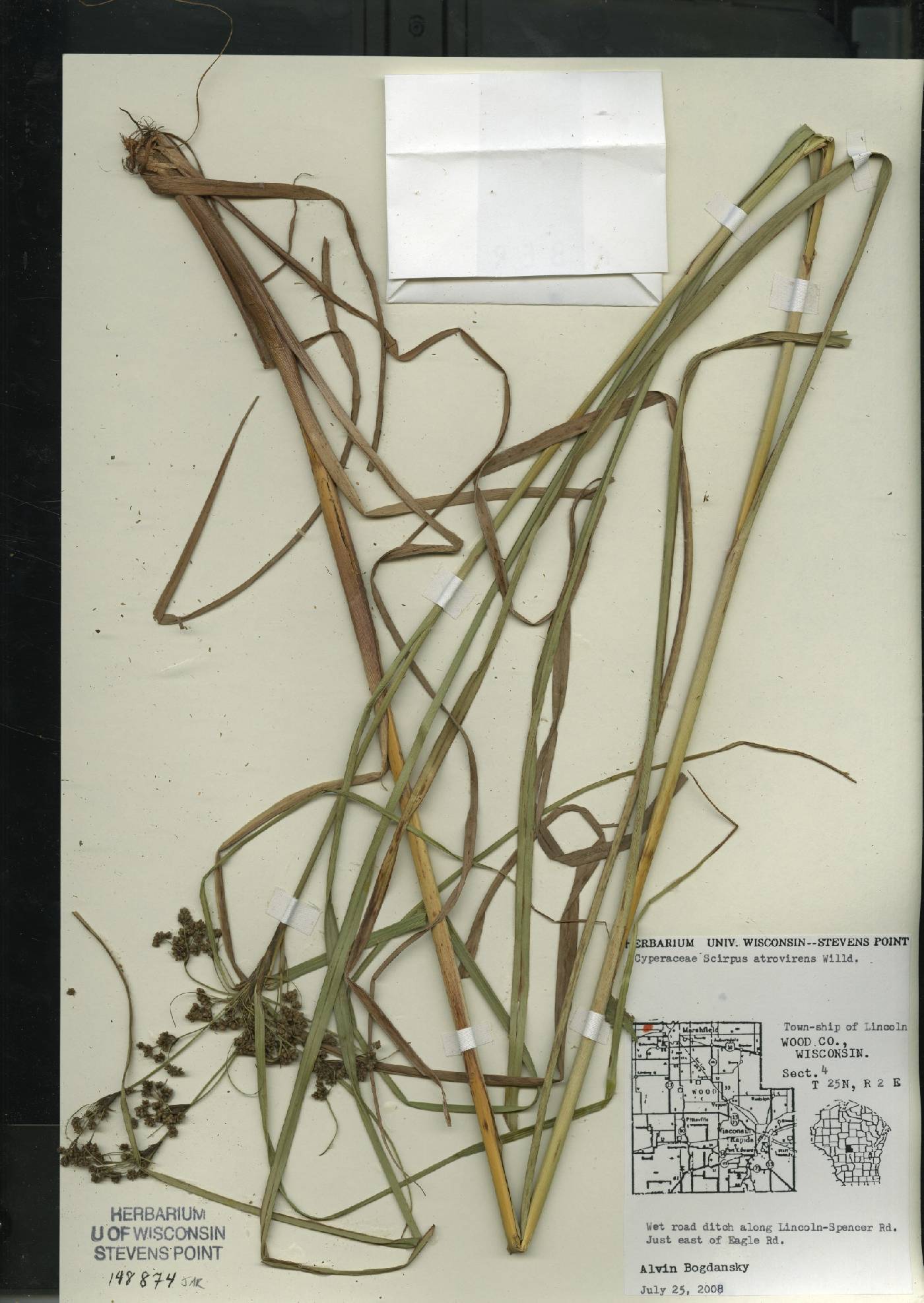 Scirpus atrocinctus image
