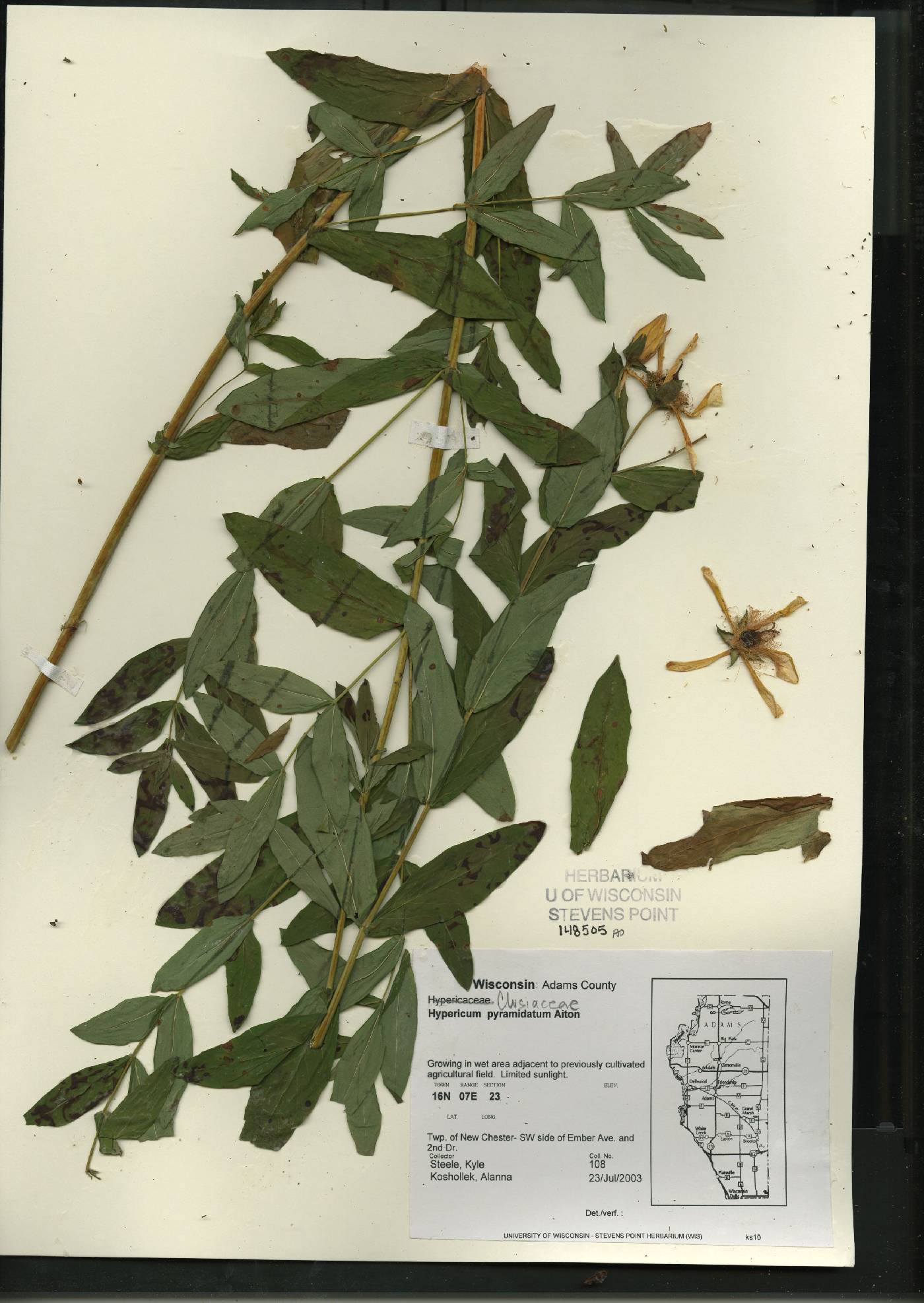 Hypericum ascyron image