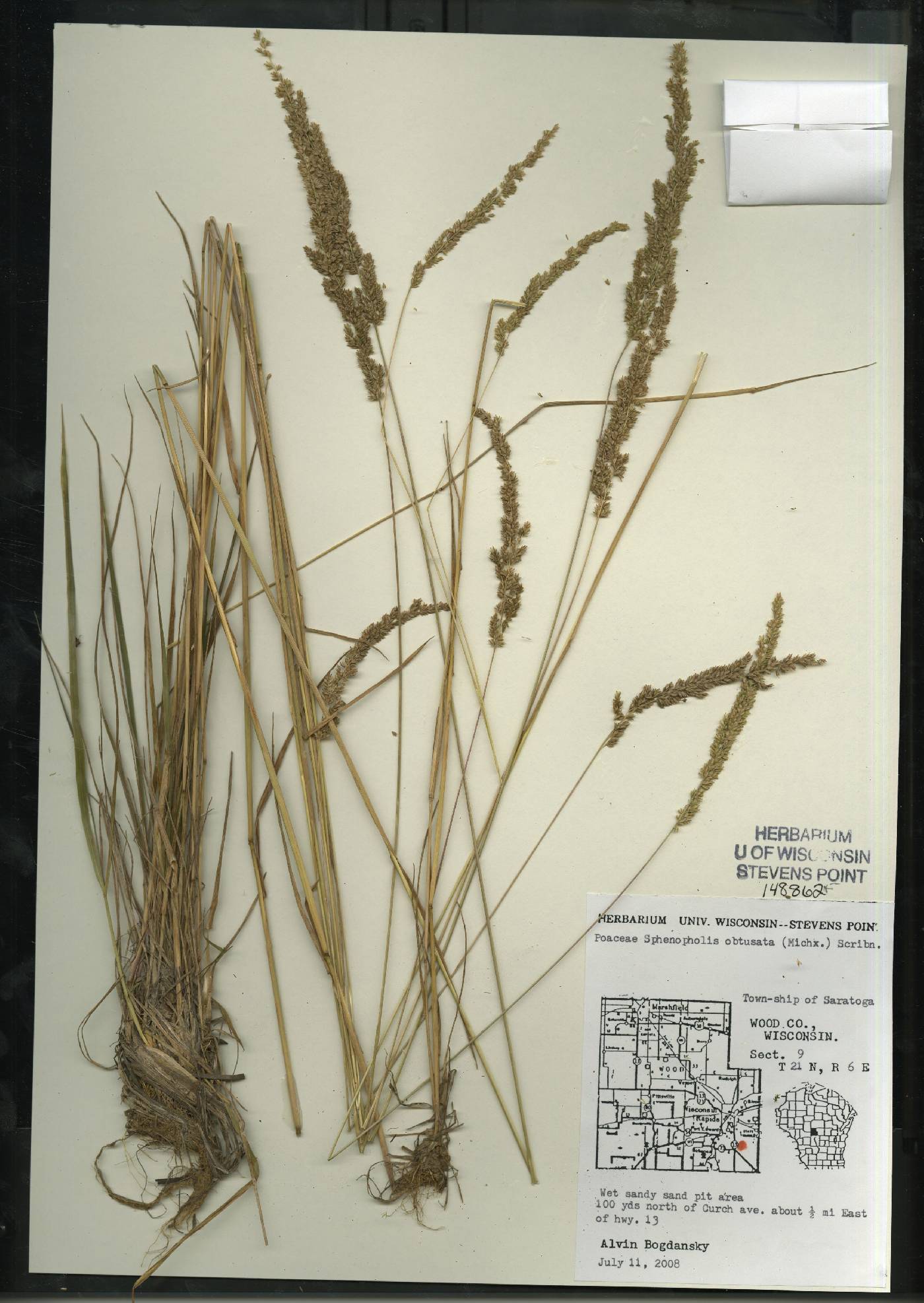 Sphenopholis obtusata image