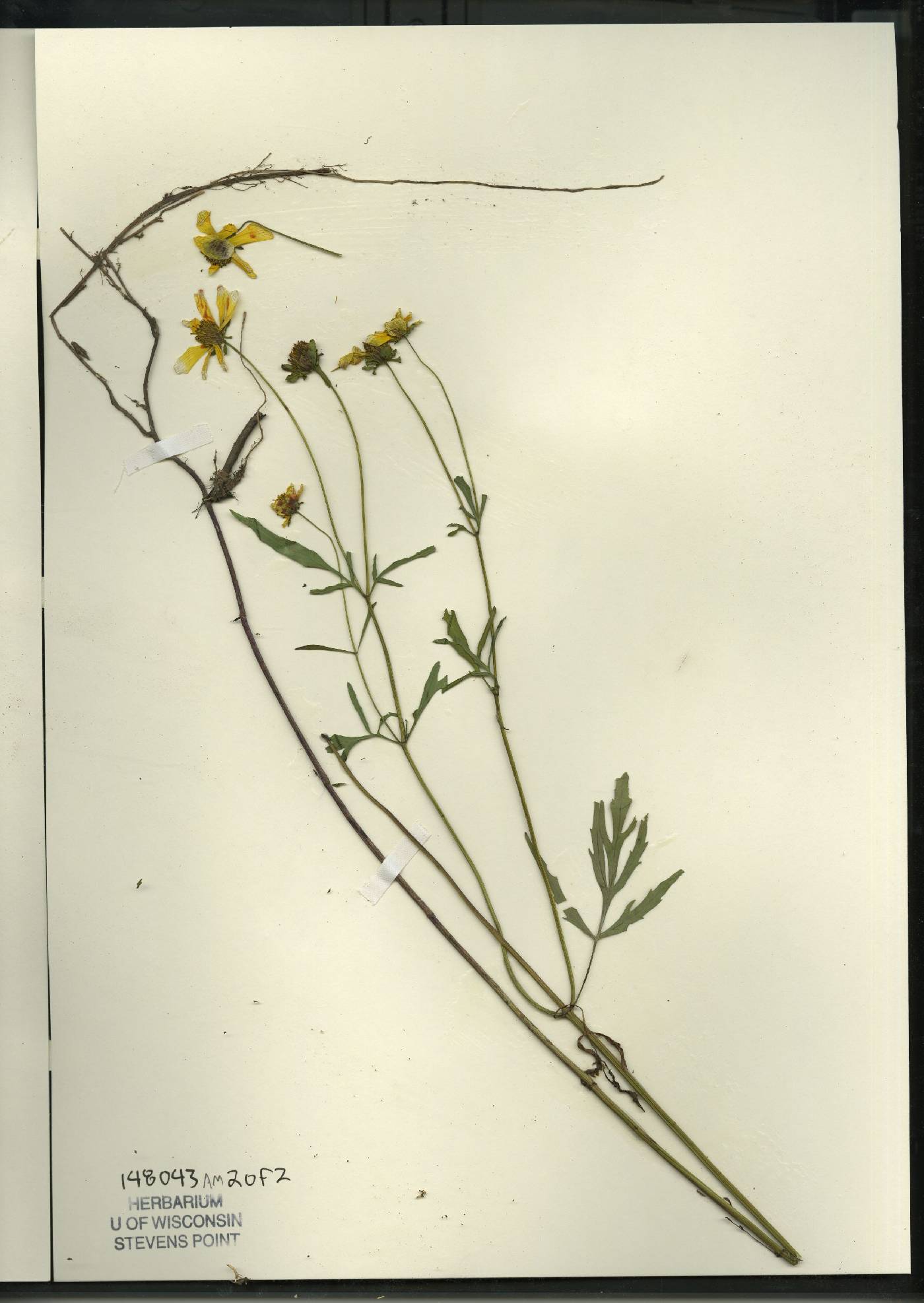 Bidens trichosperma image