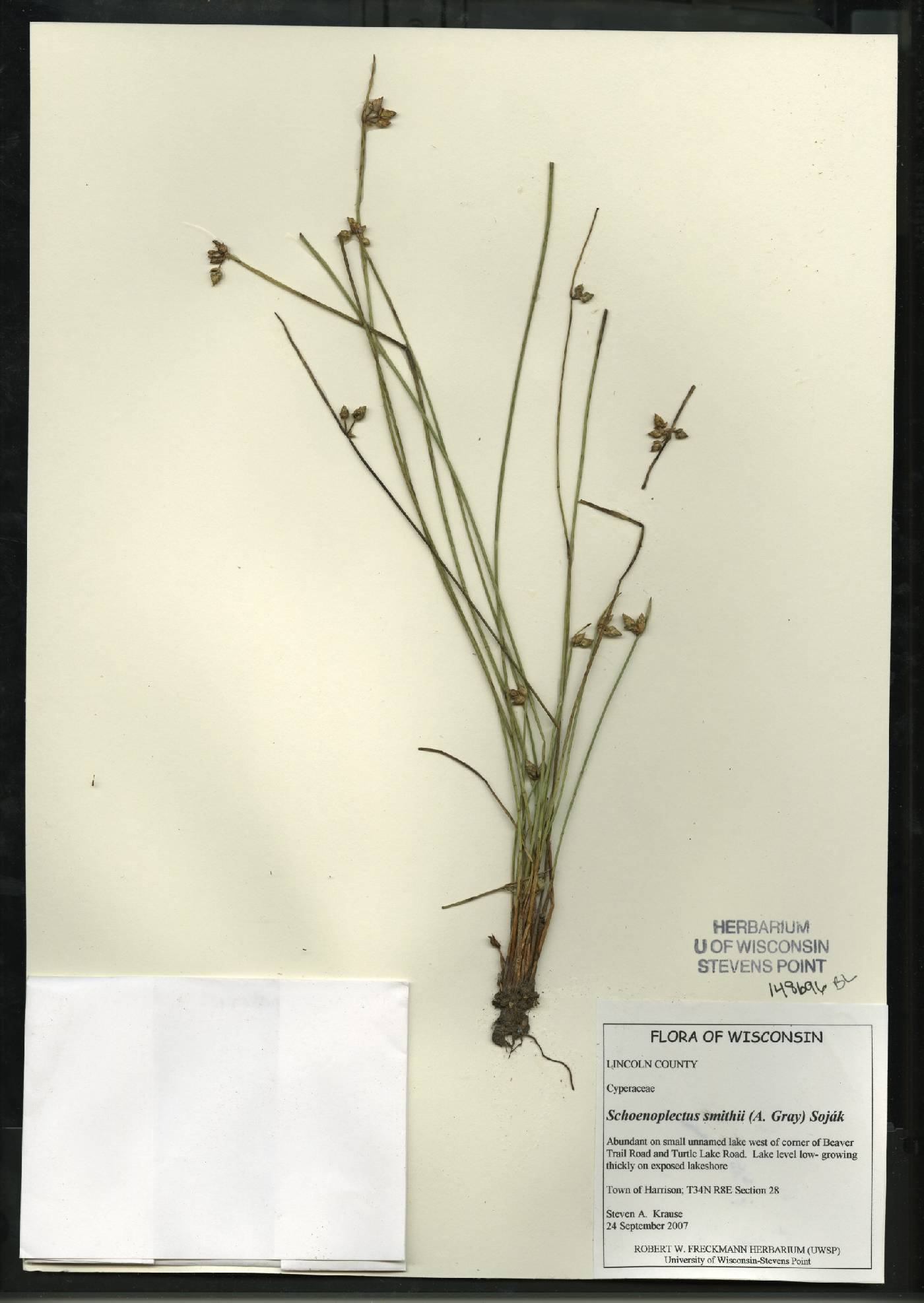 Schoenoplectus smithii image