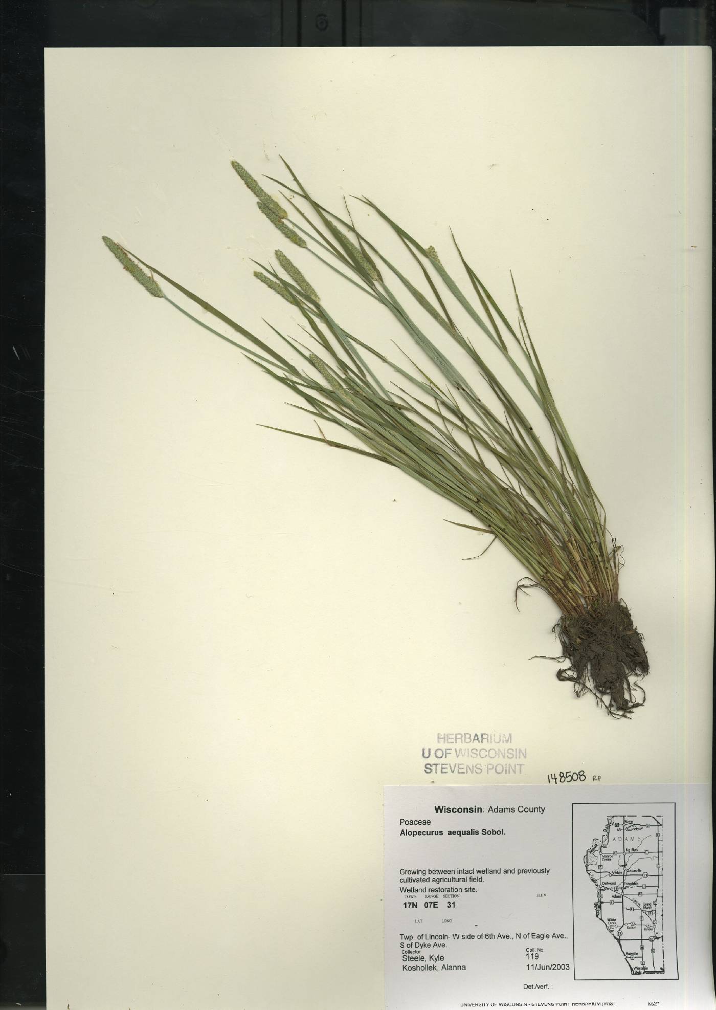 Alopecurus aequalis image