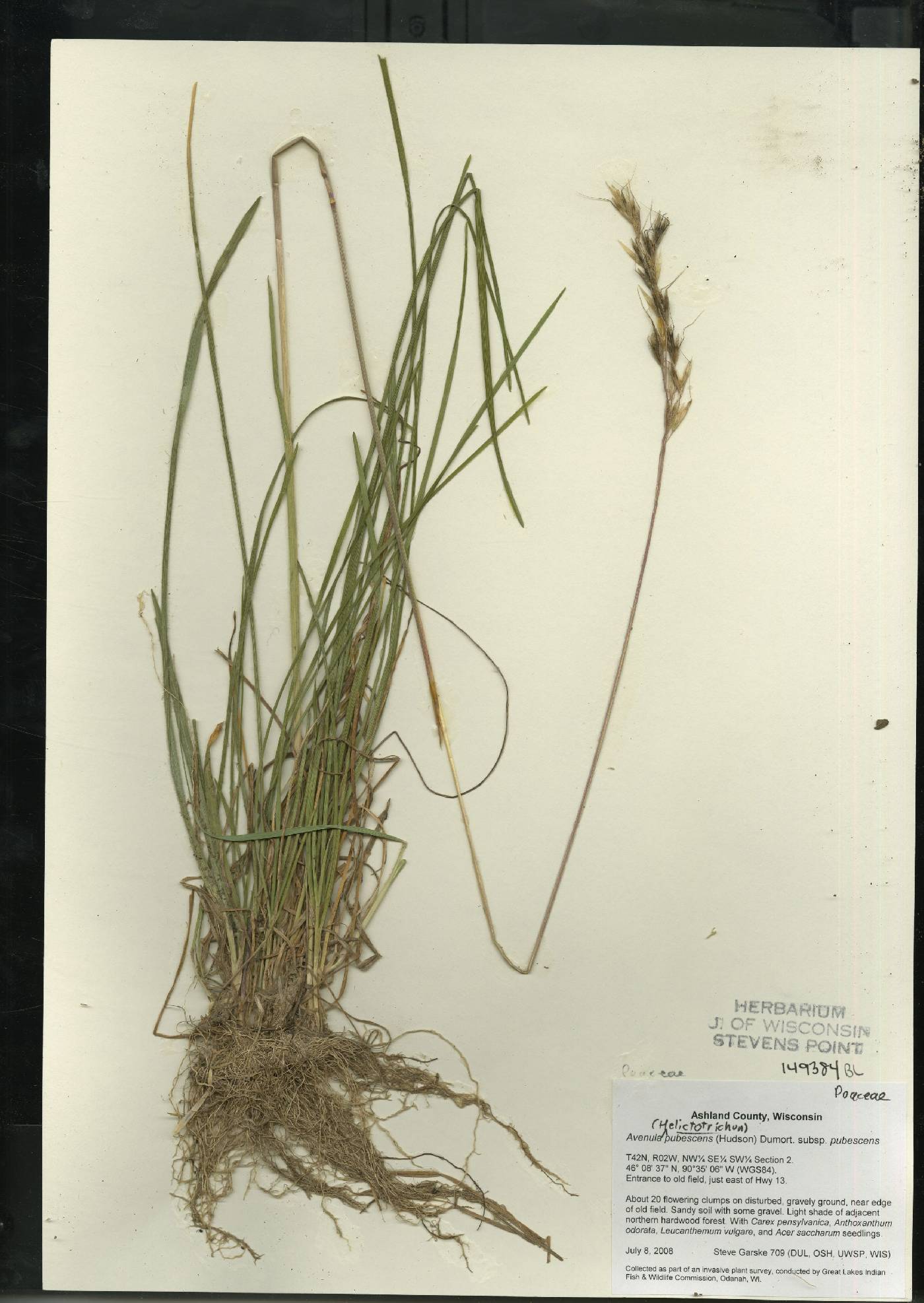 Avenula pubescens image