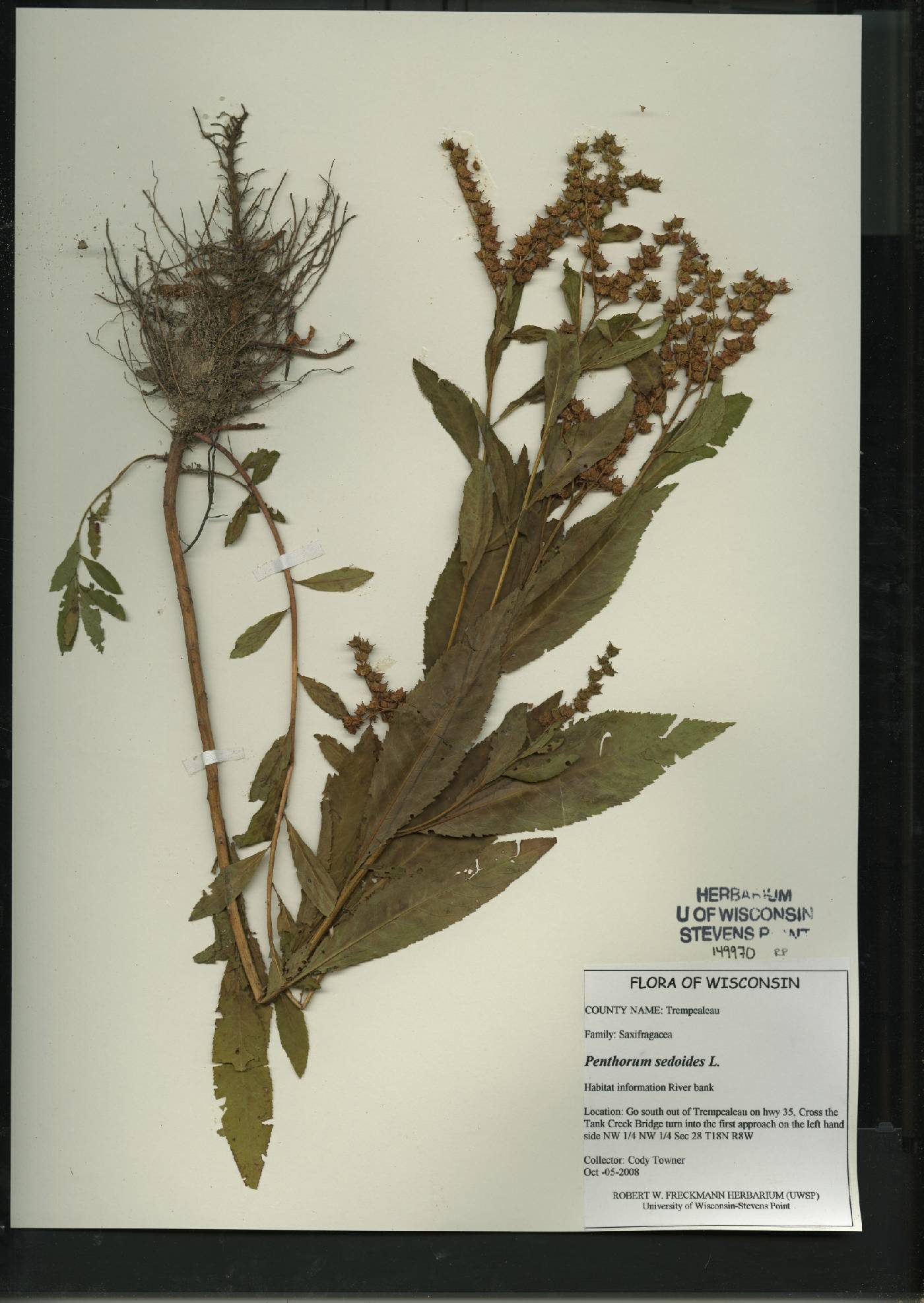 Penthorum sedoides image