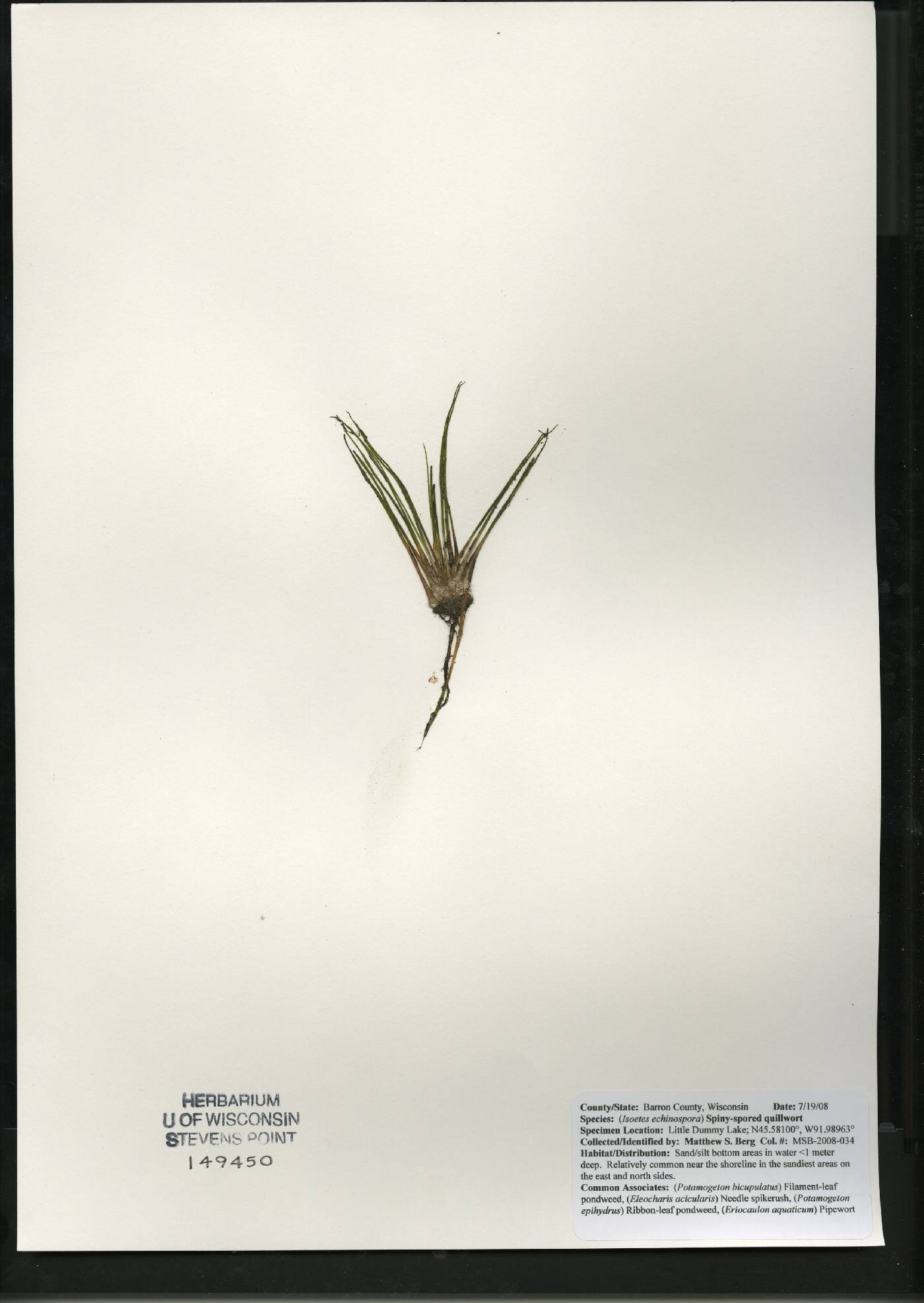 Isoëtes echinospora image