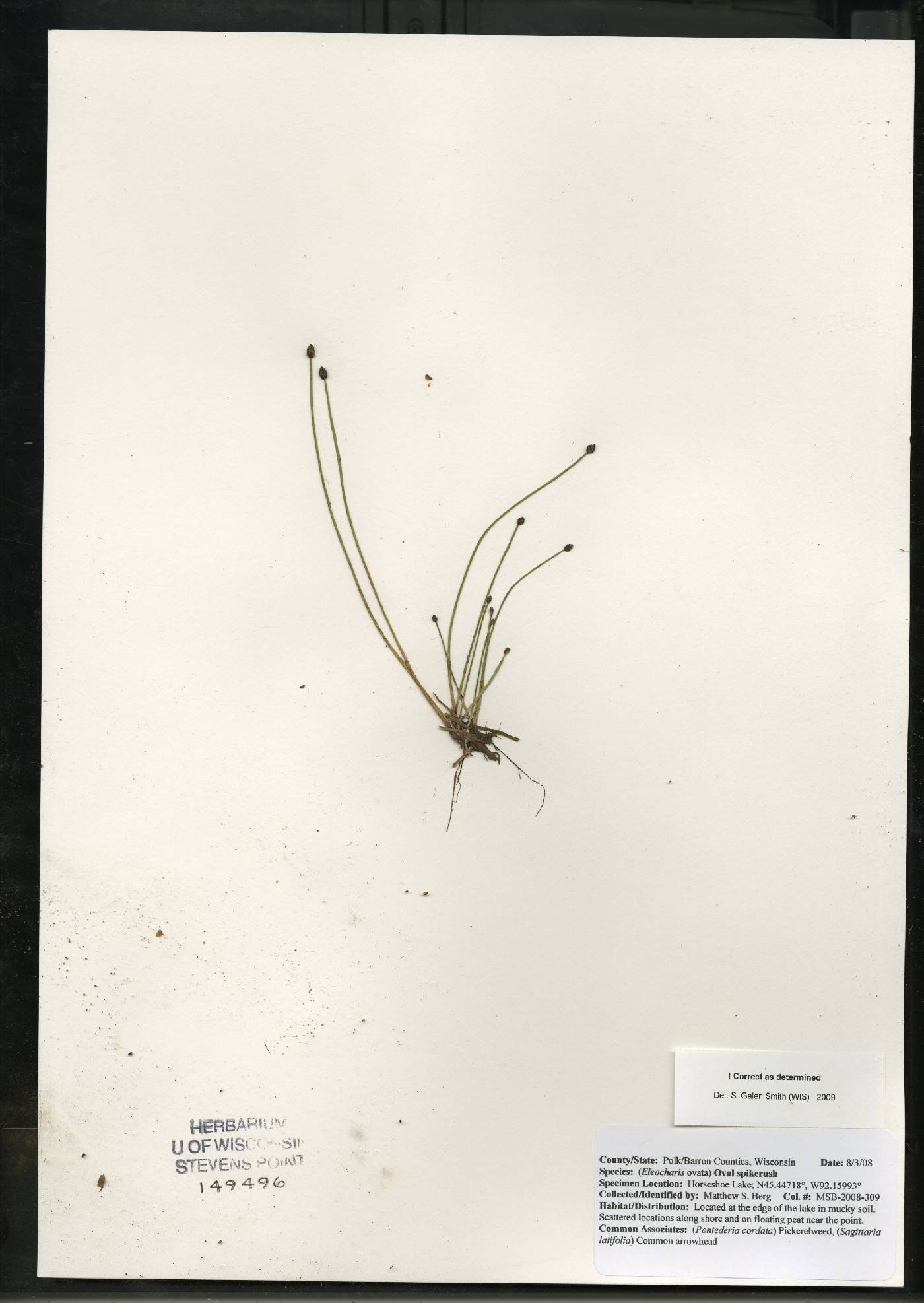 Eleocharis ovata image