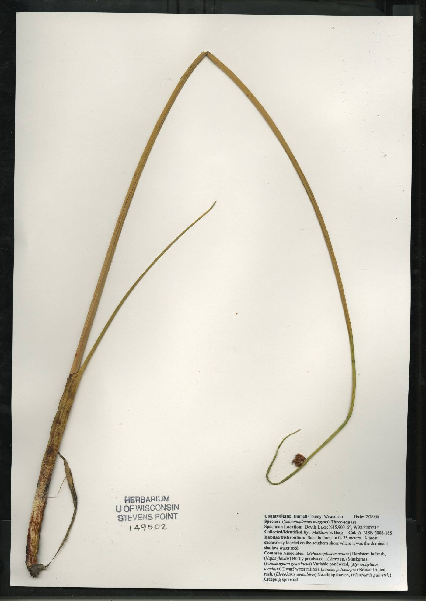 Schoenoplectus pungens image