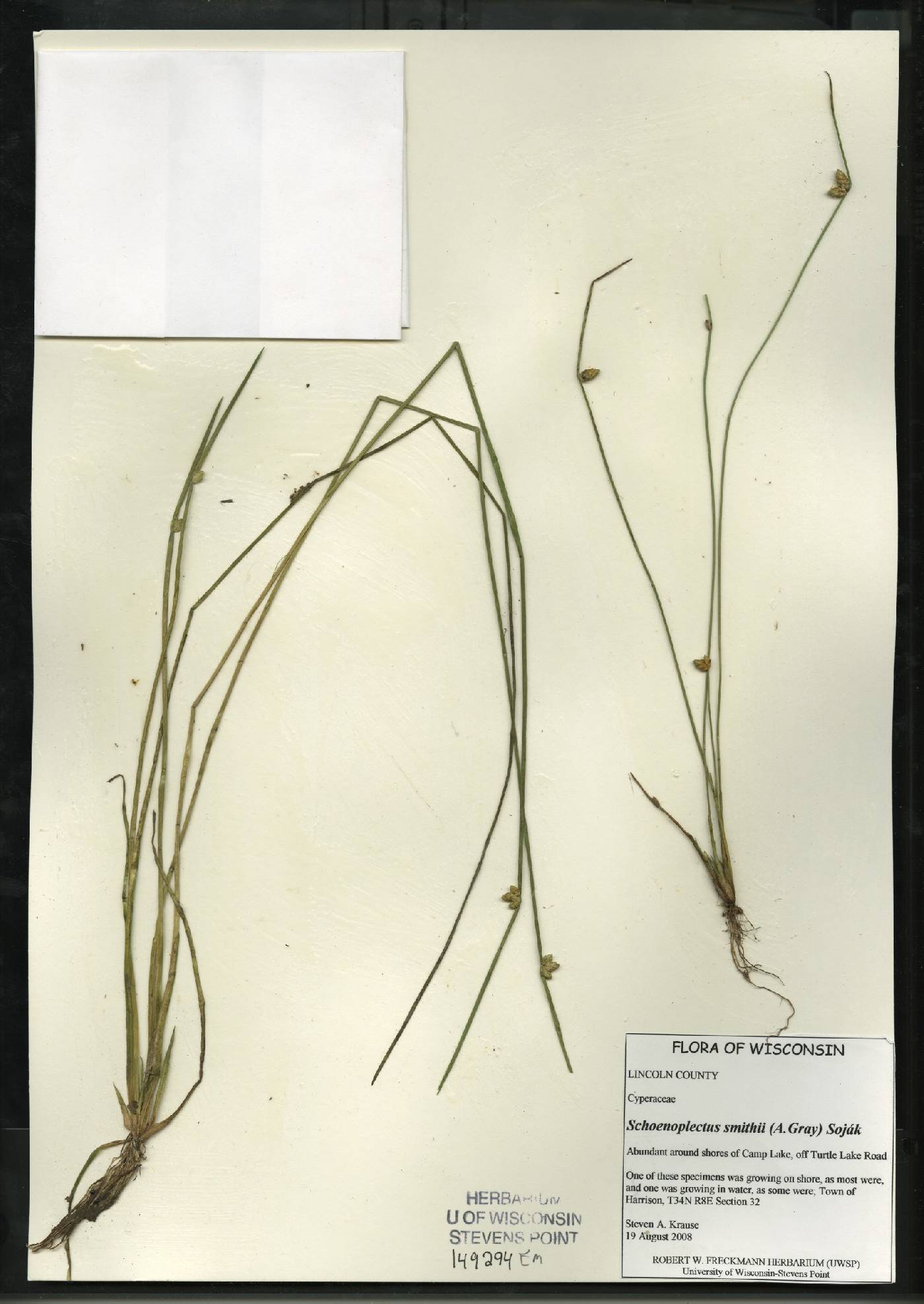 Schoenoplectus smithii image