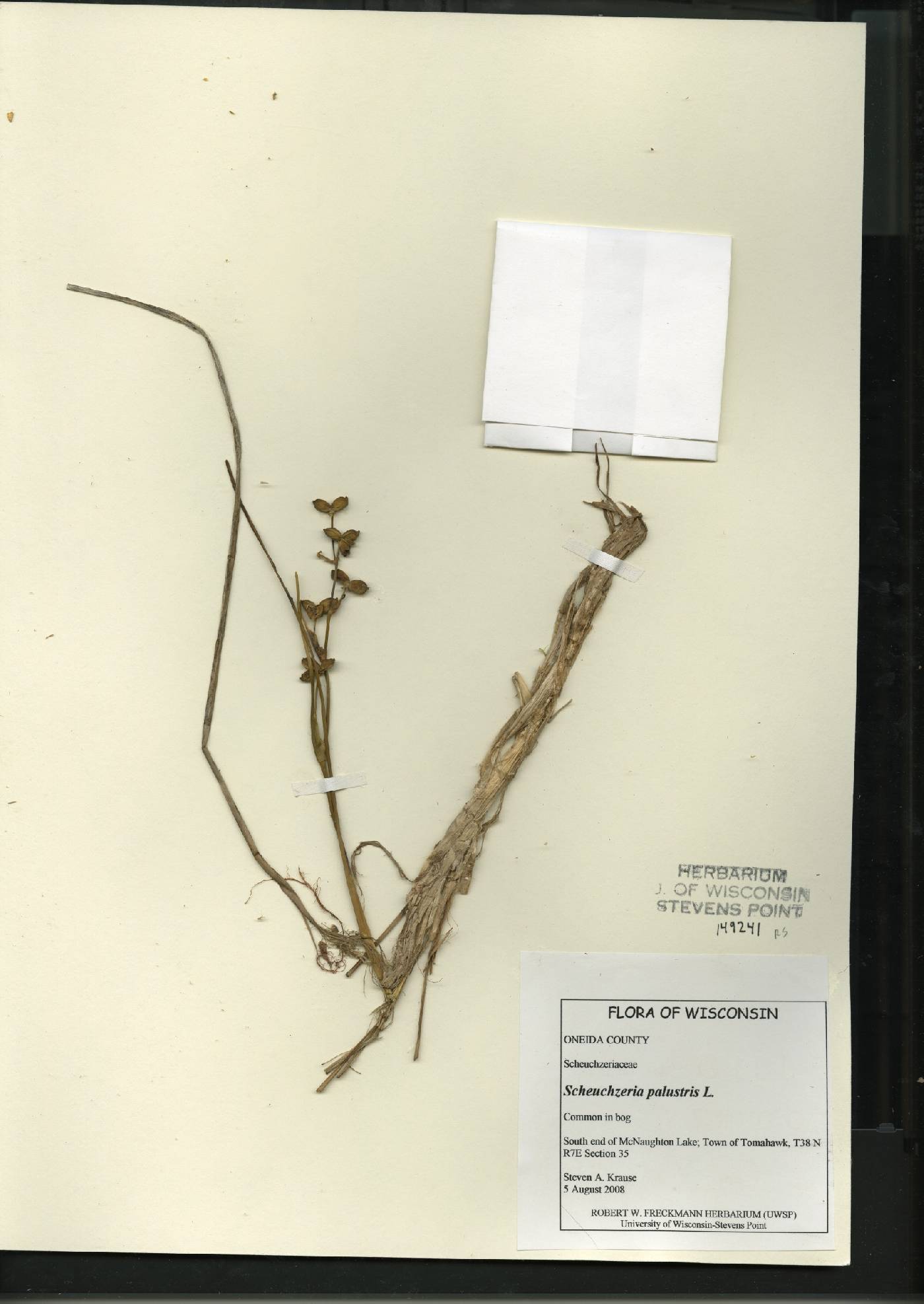 Scheuchzeria palustris image