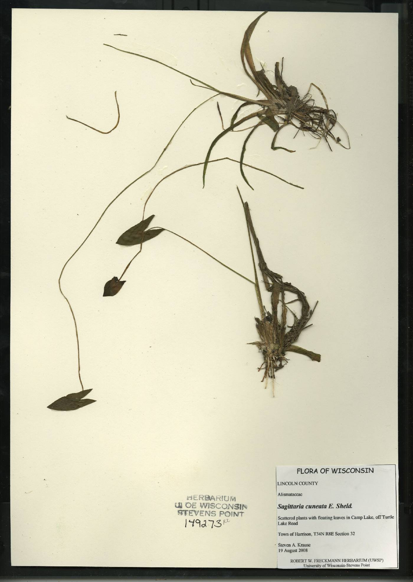 Sagittaria cuneata image