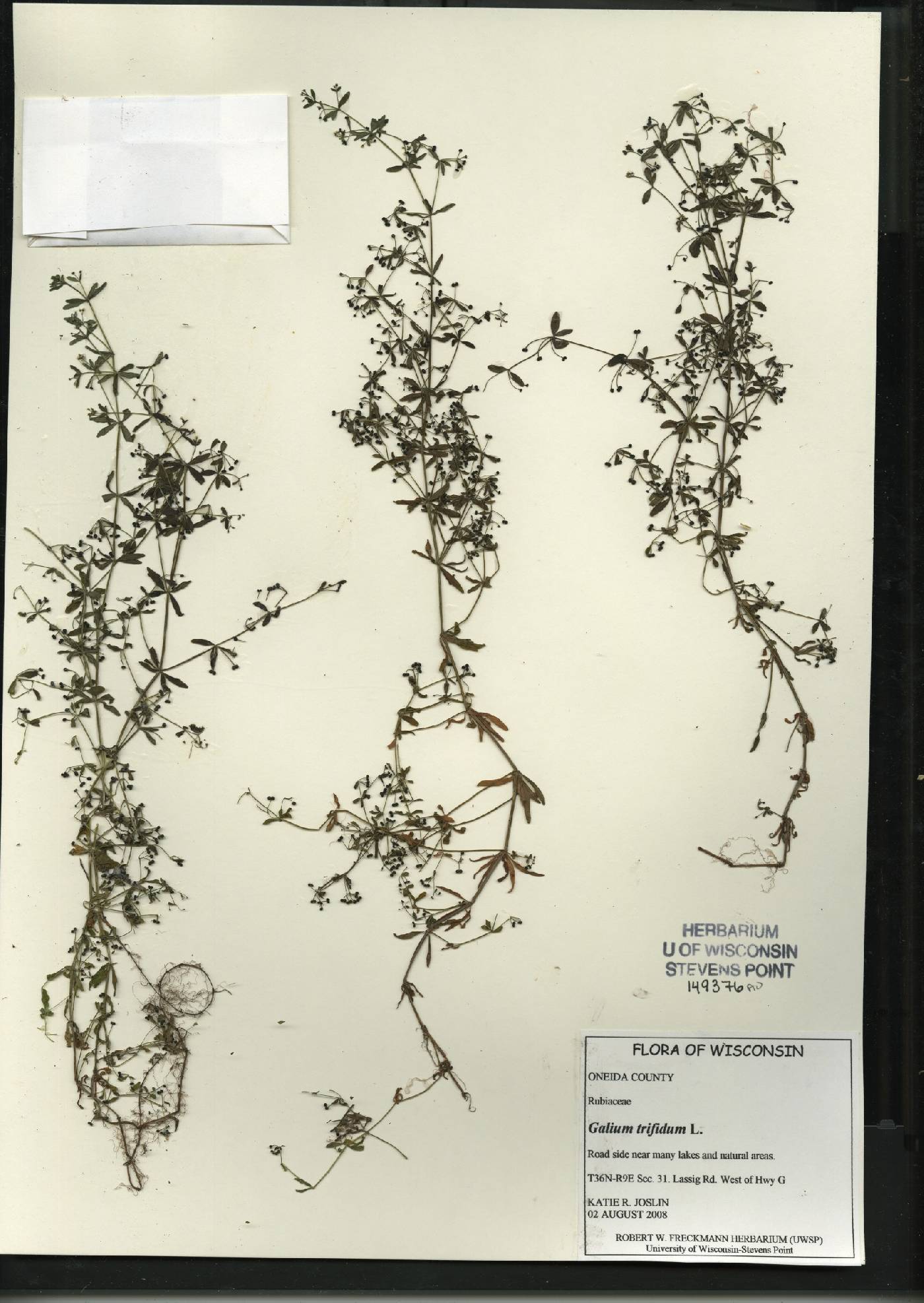 Galium trifidum image