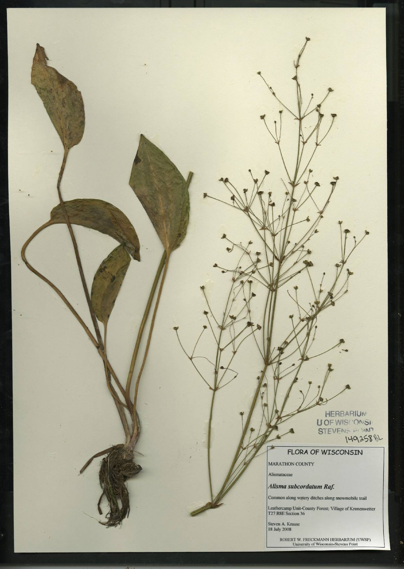 Alisma subcordatum image