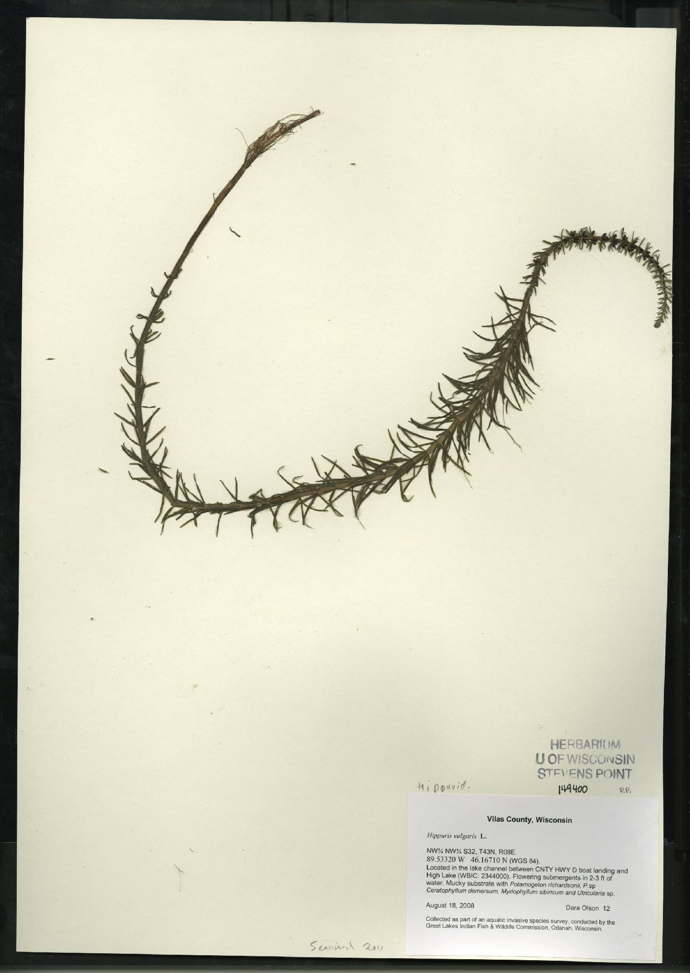 Hippuris vulgaris image