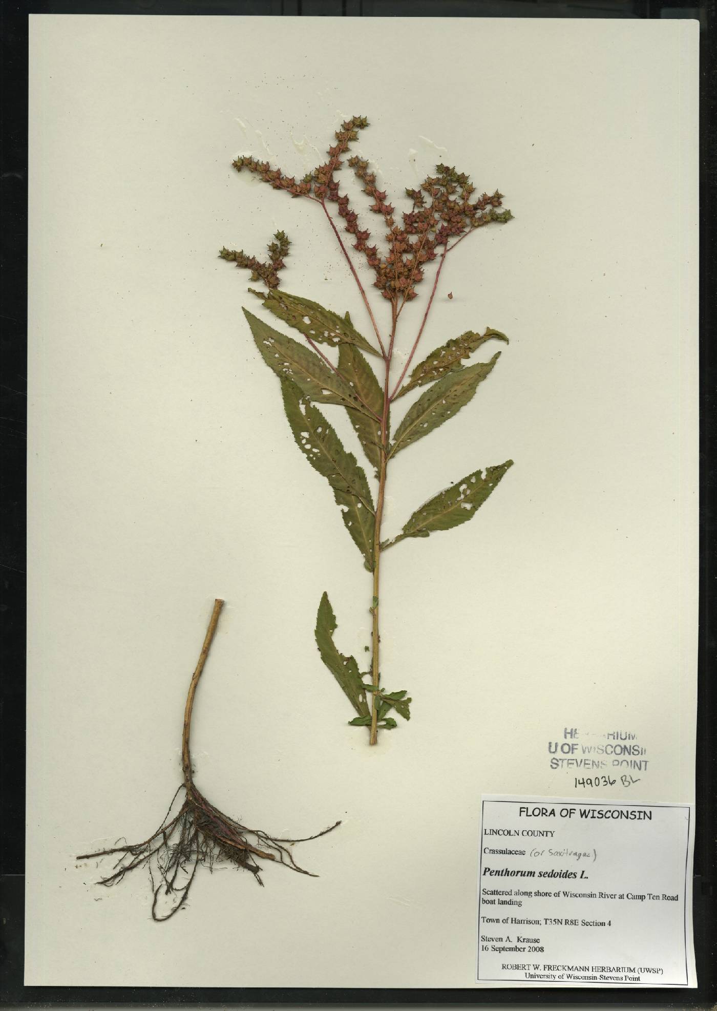 Penthorum sedoides image