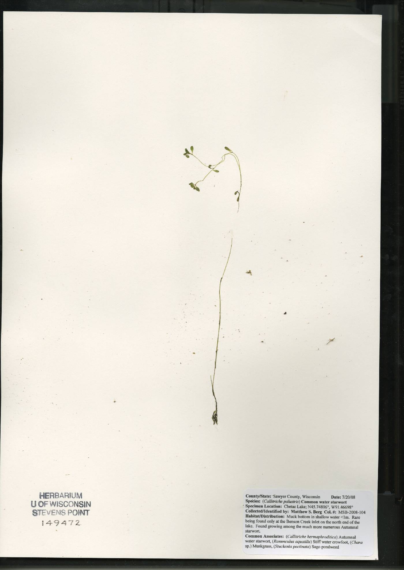 Callitriche palustris image