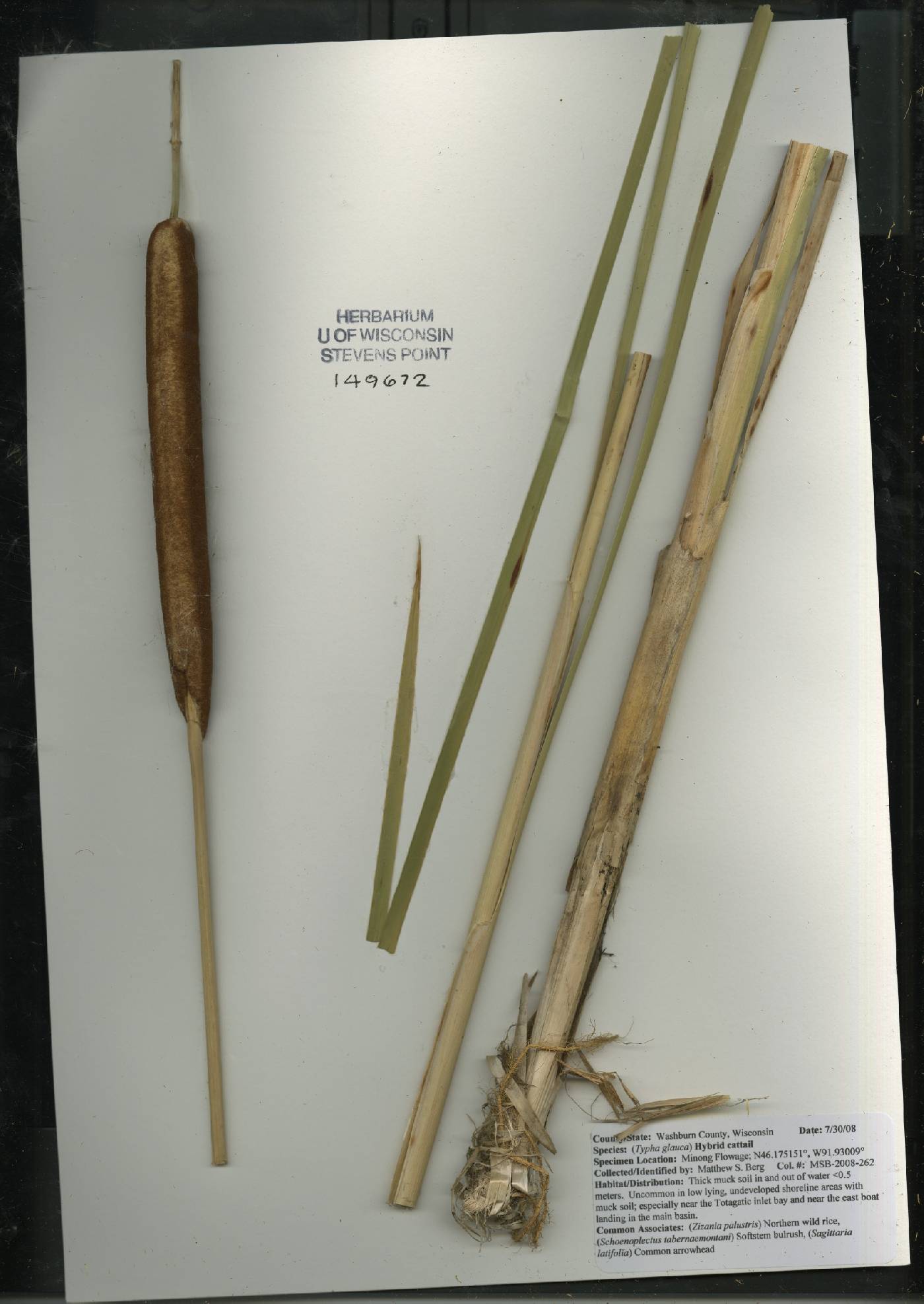 Typha X glauca image