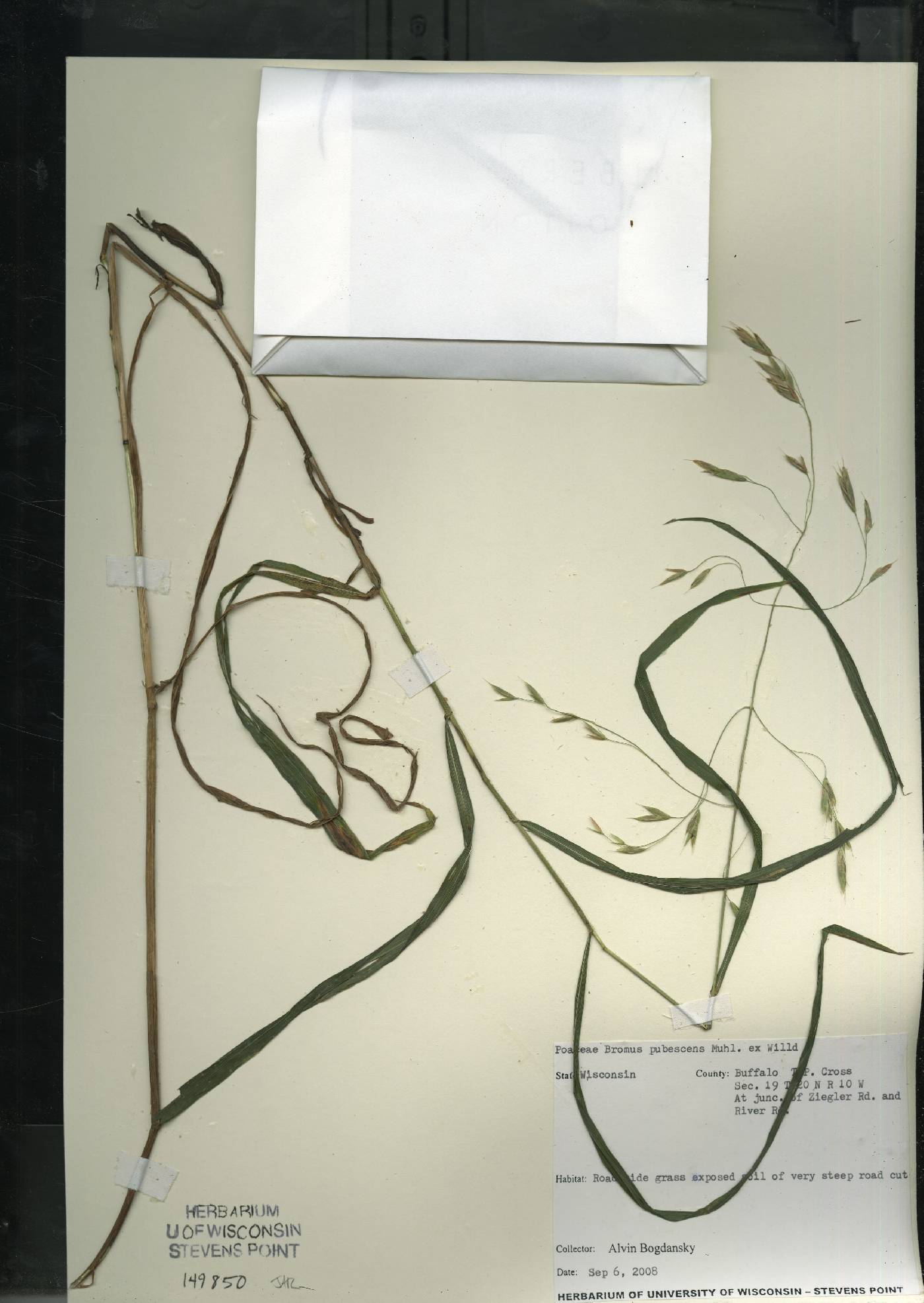 Bromus nottowayanus image
