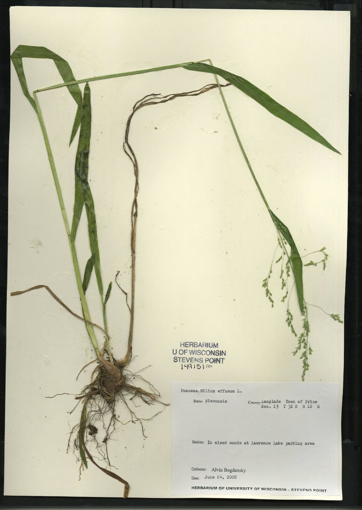 Milium effusum image