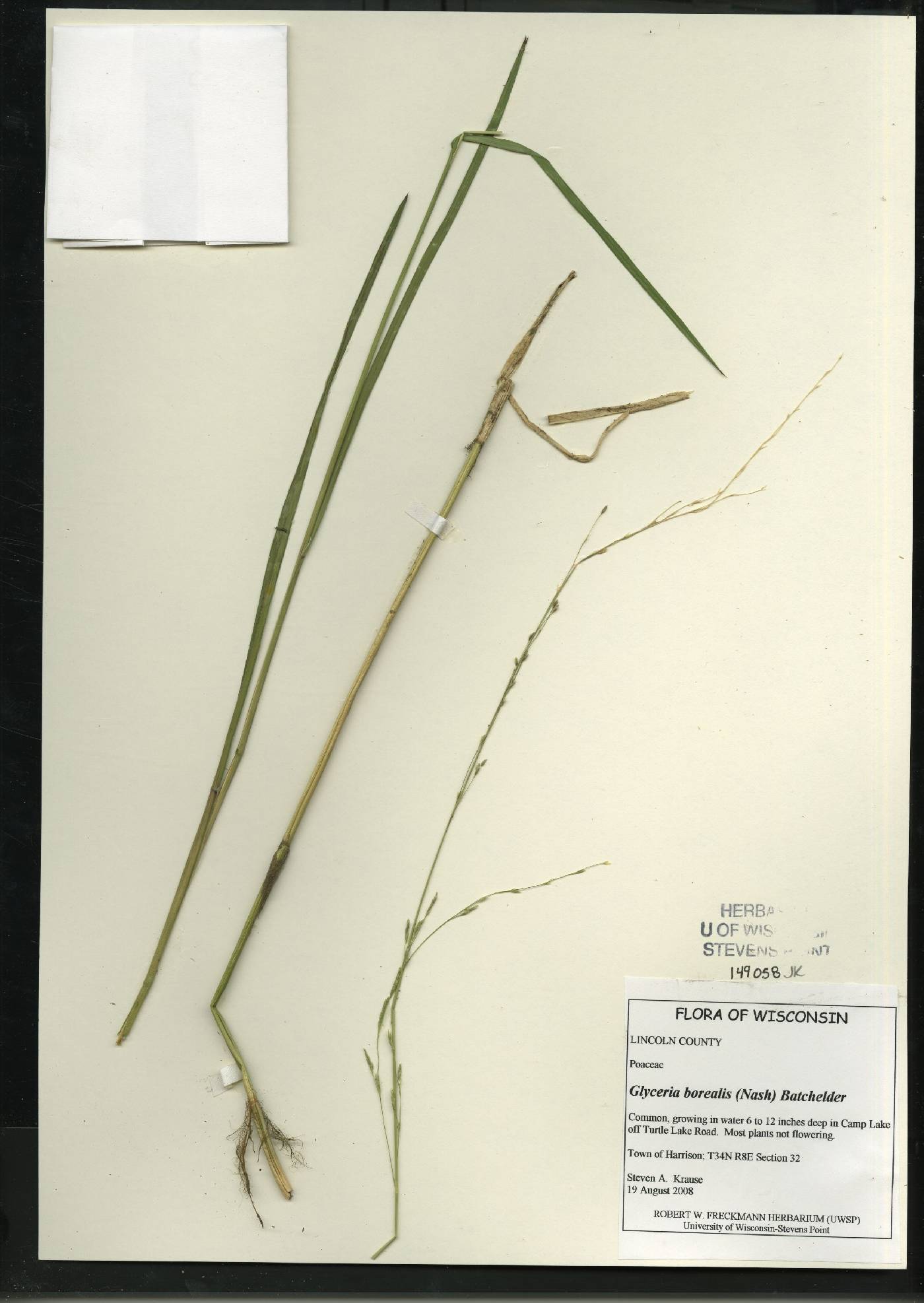 Glyceria borealis image