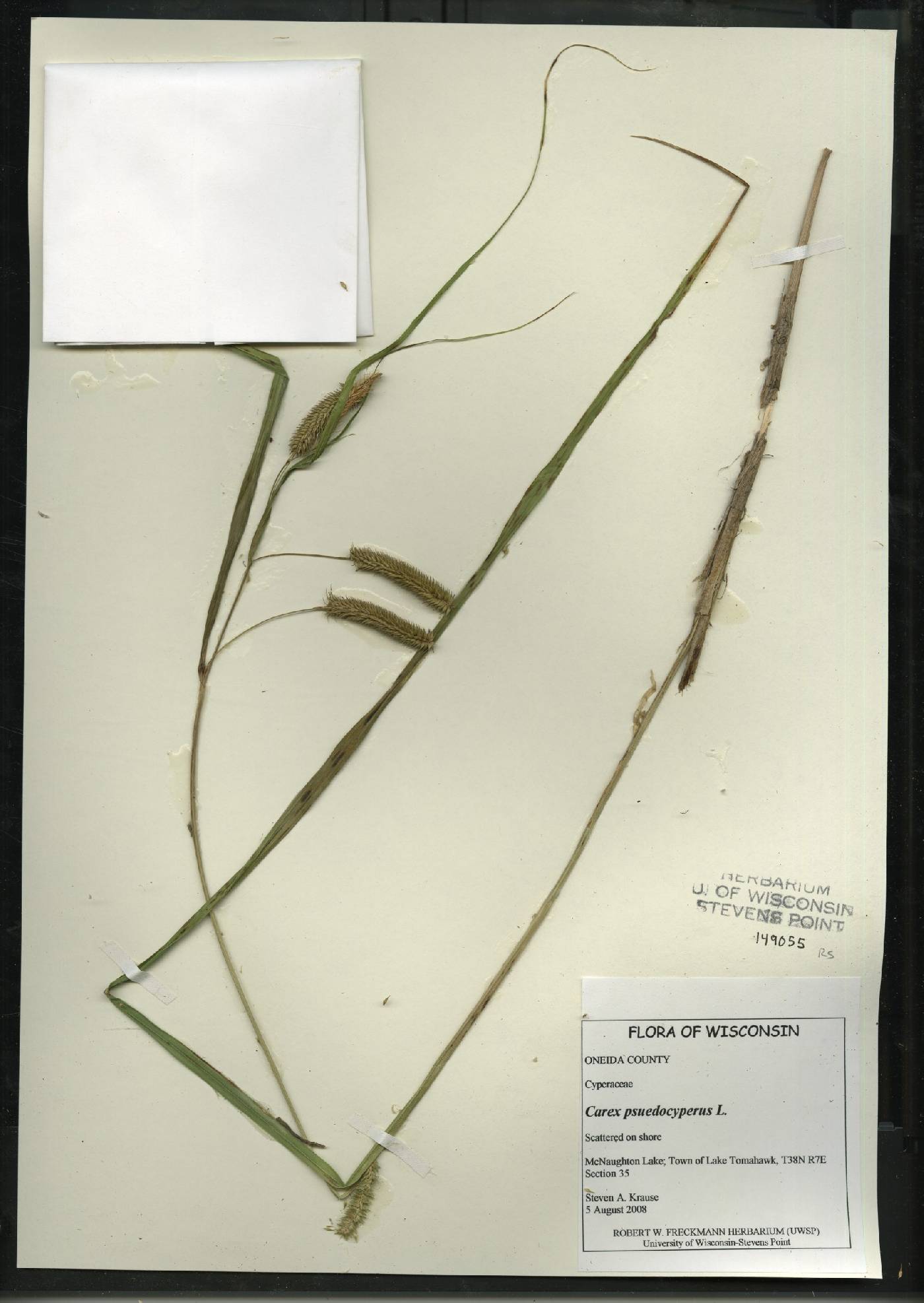 Carex pseudocyperus image