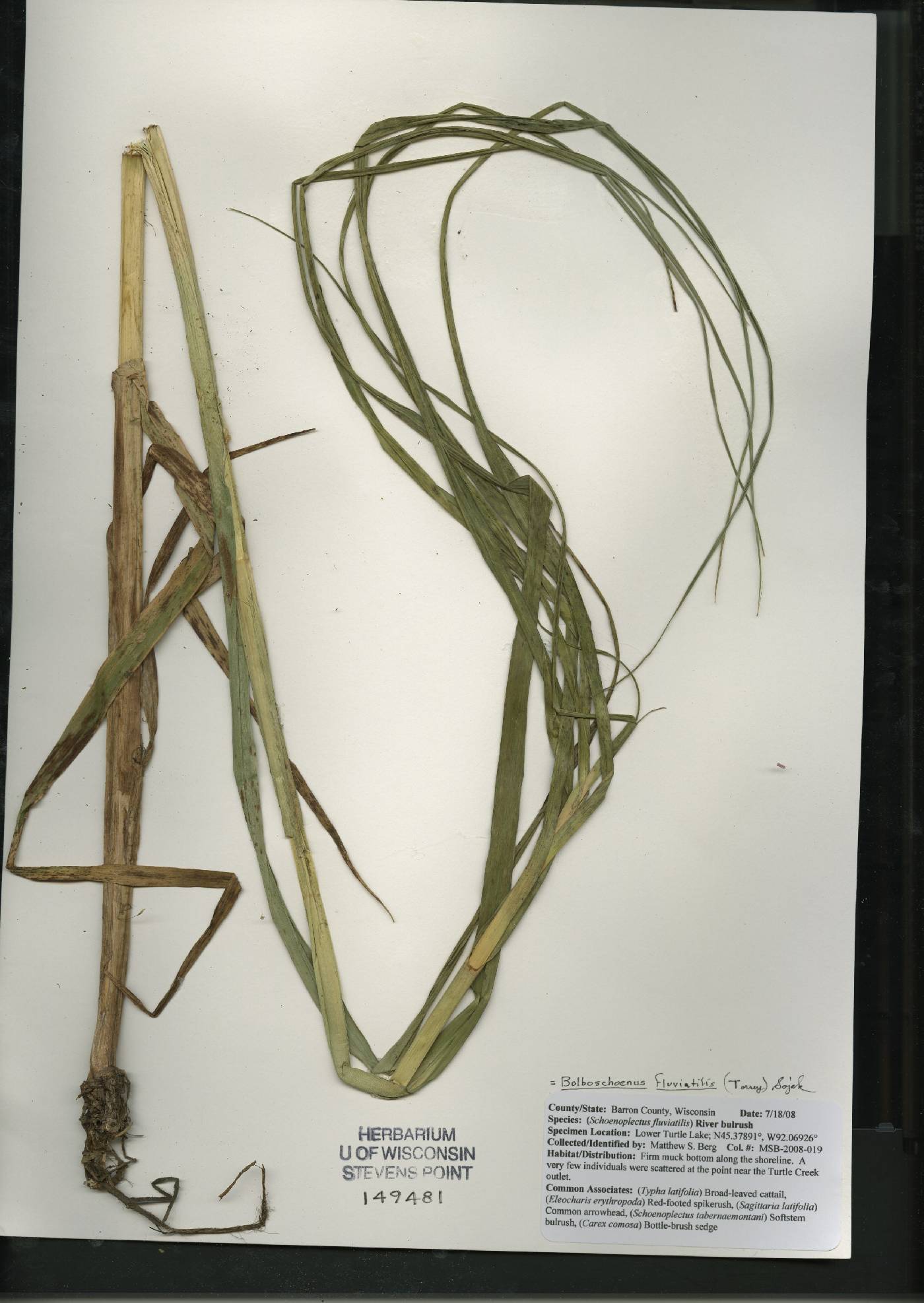 Bolboschoenus fluviatilis image