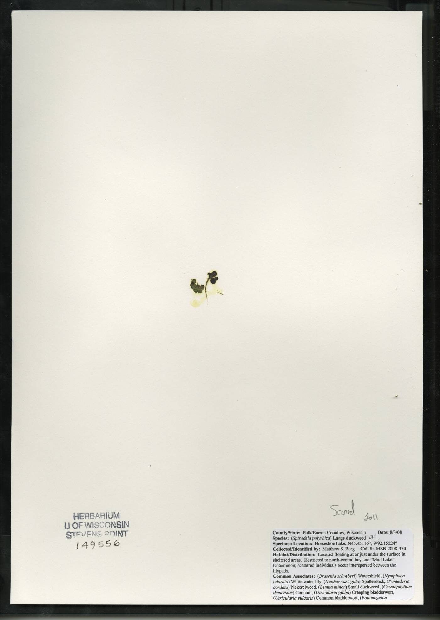 Spirodela polyrrhiza image
