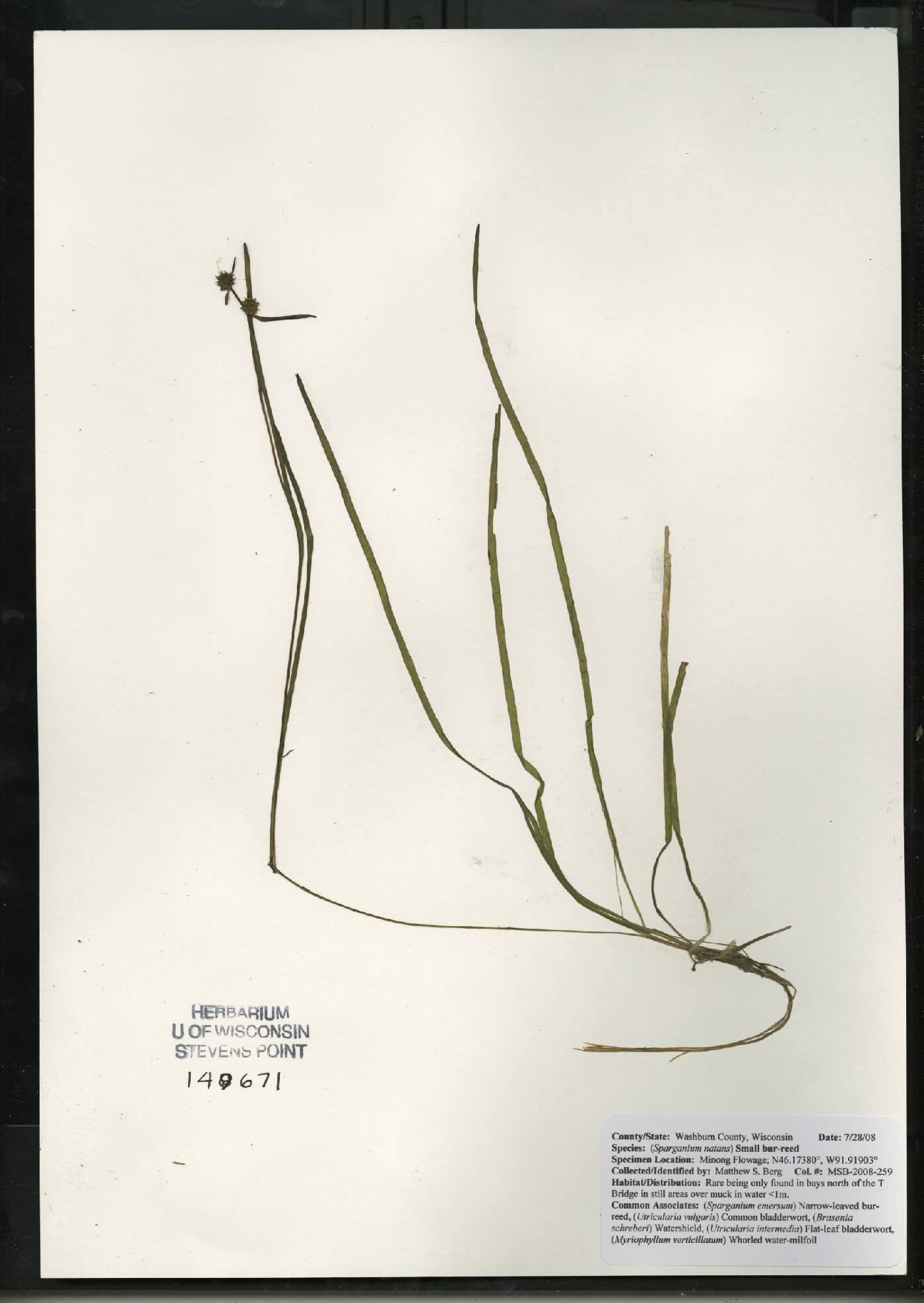 Sparganium natans image