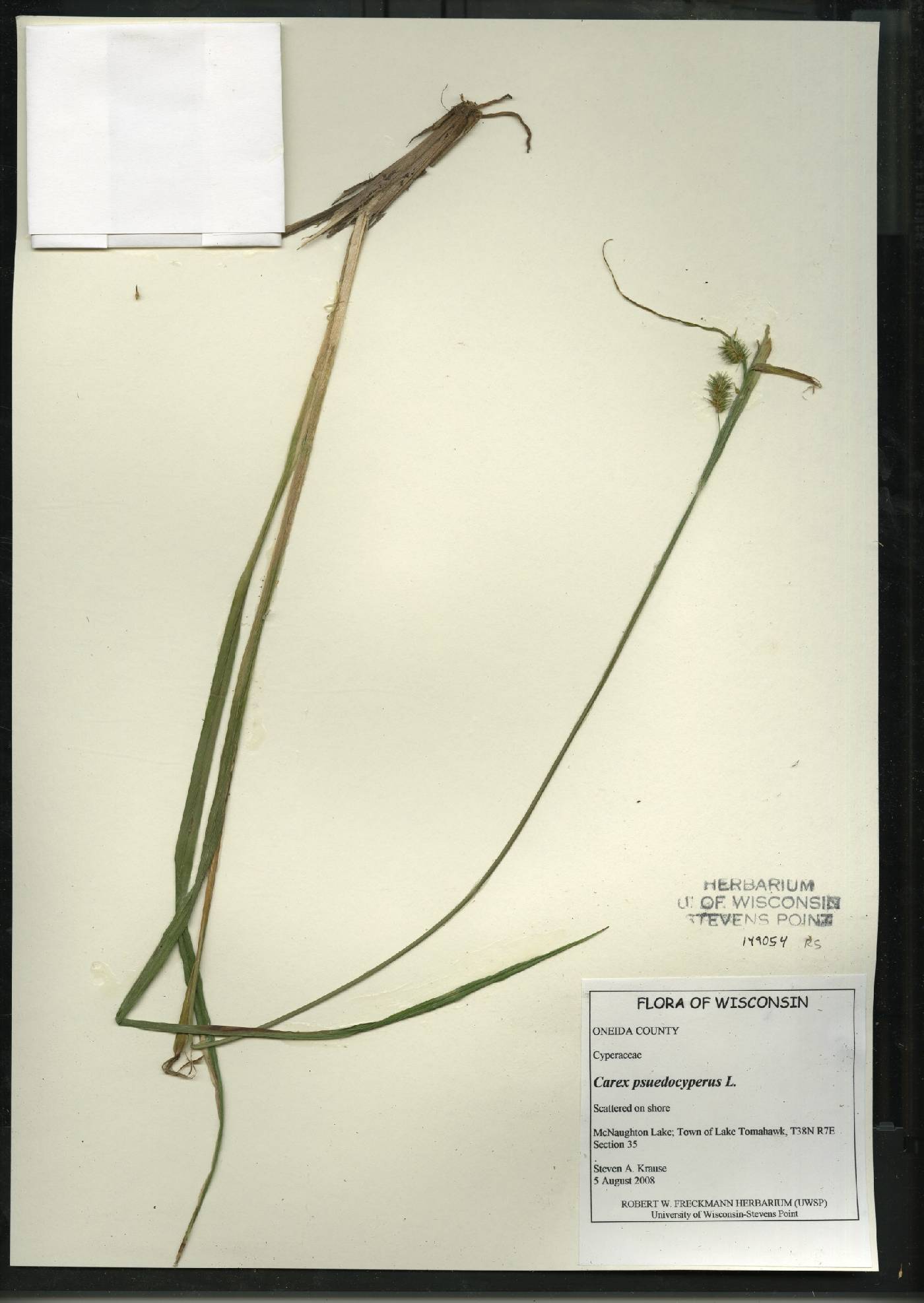 Carex pseudocyperus image