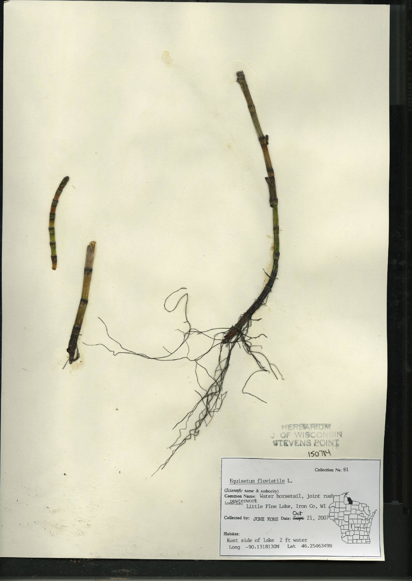 Equisetum fluviatile image