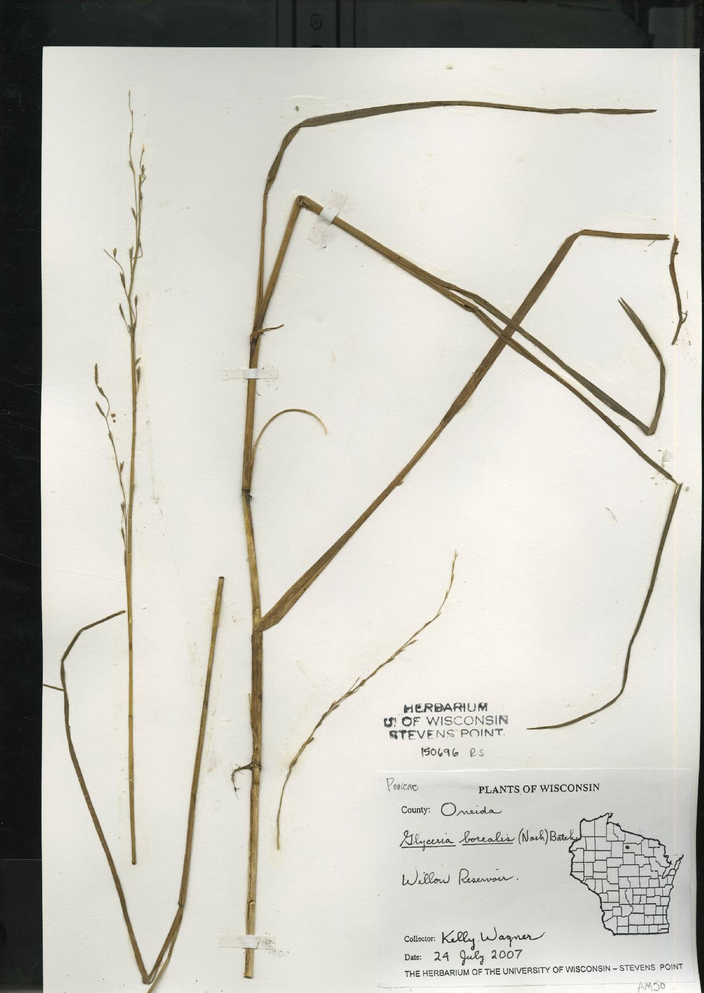 Glyceria borealis image
