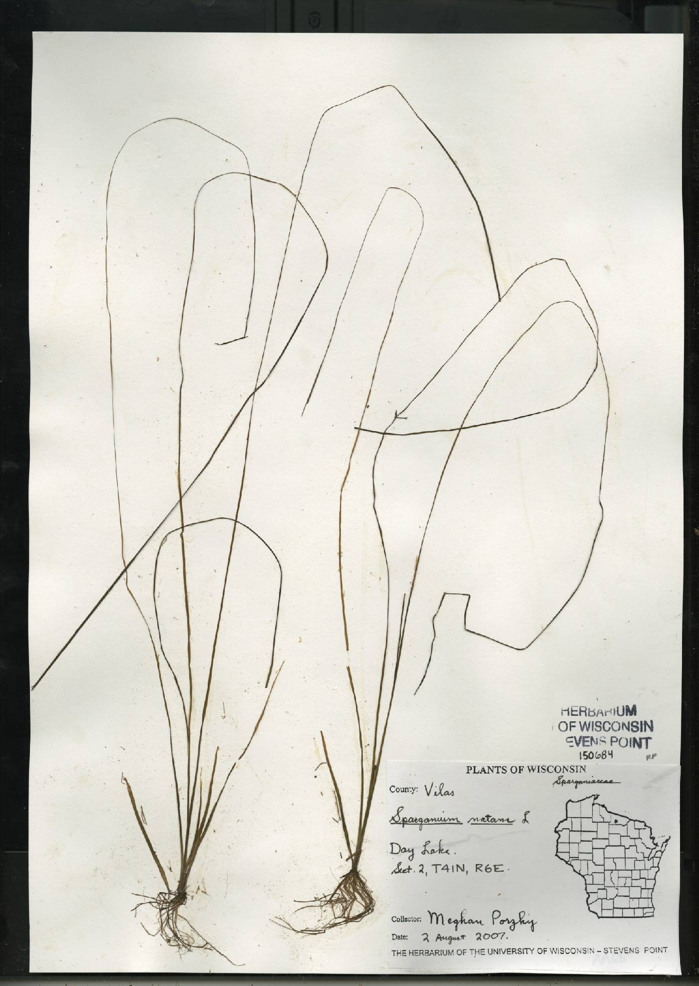 Sparganium natans image