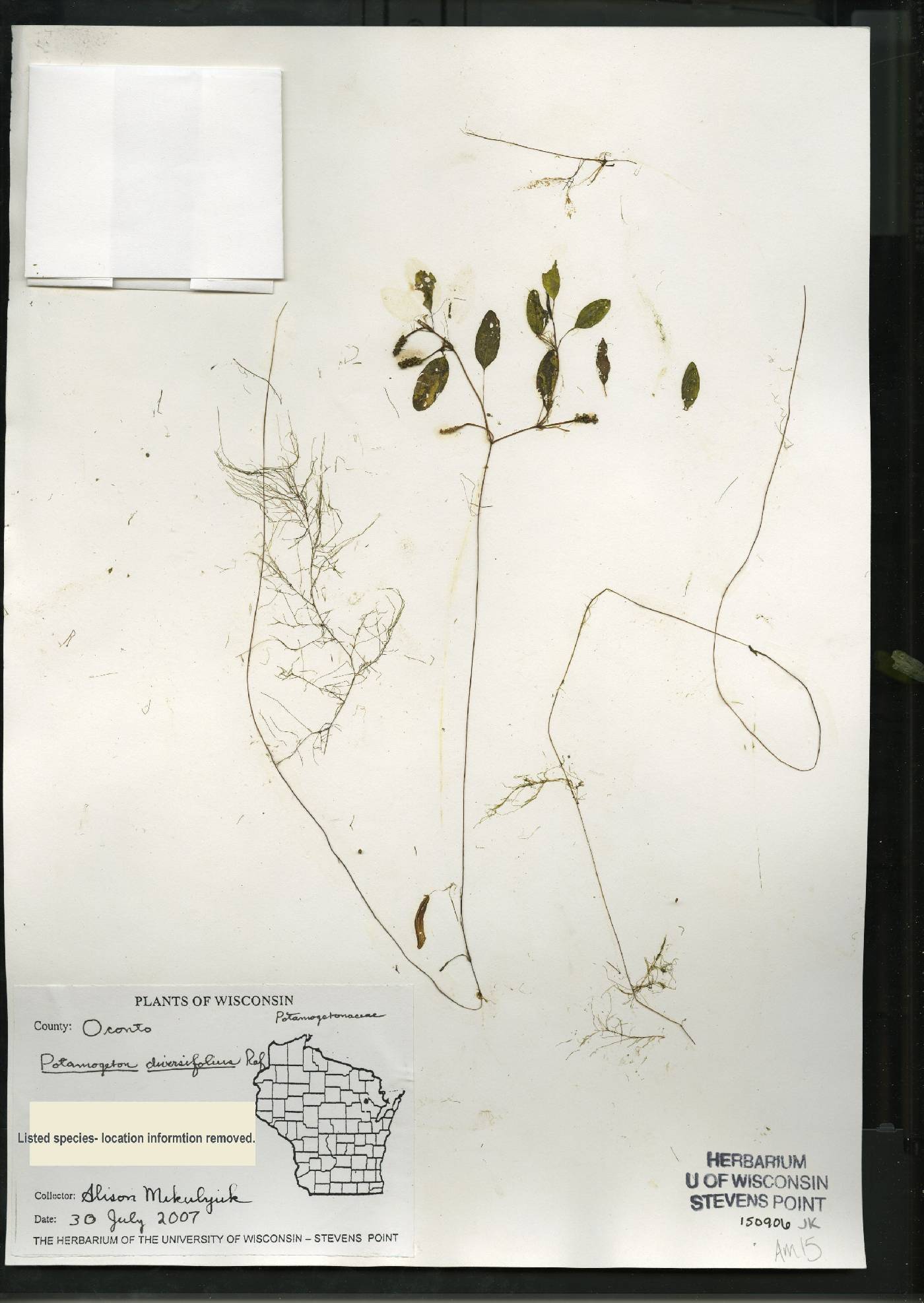 Potamogeton diversifolius image