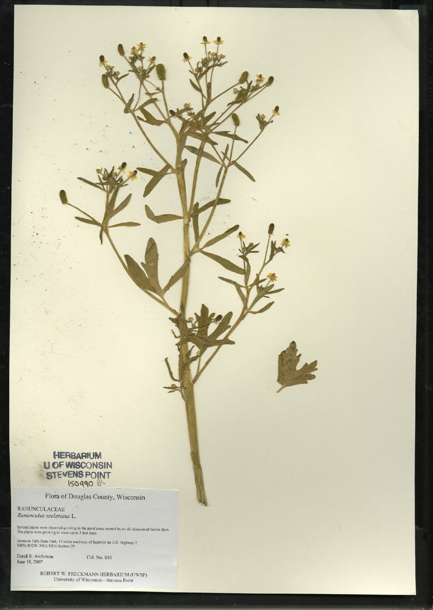 Ranunculus sceleratus image