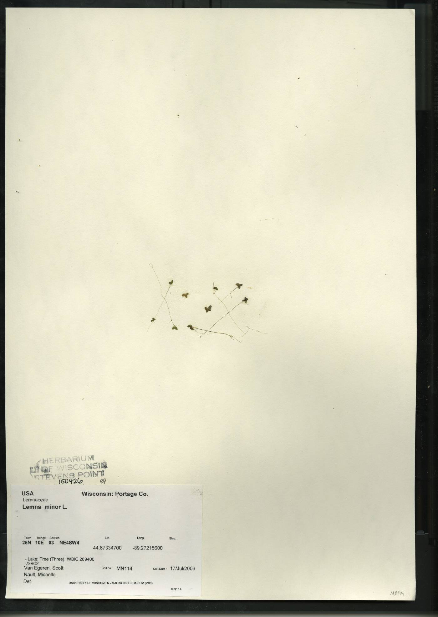Lemna minor image