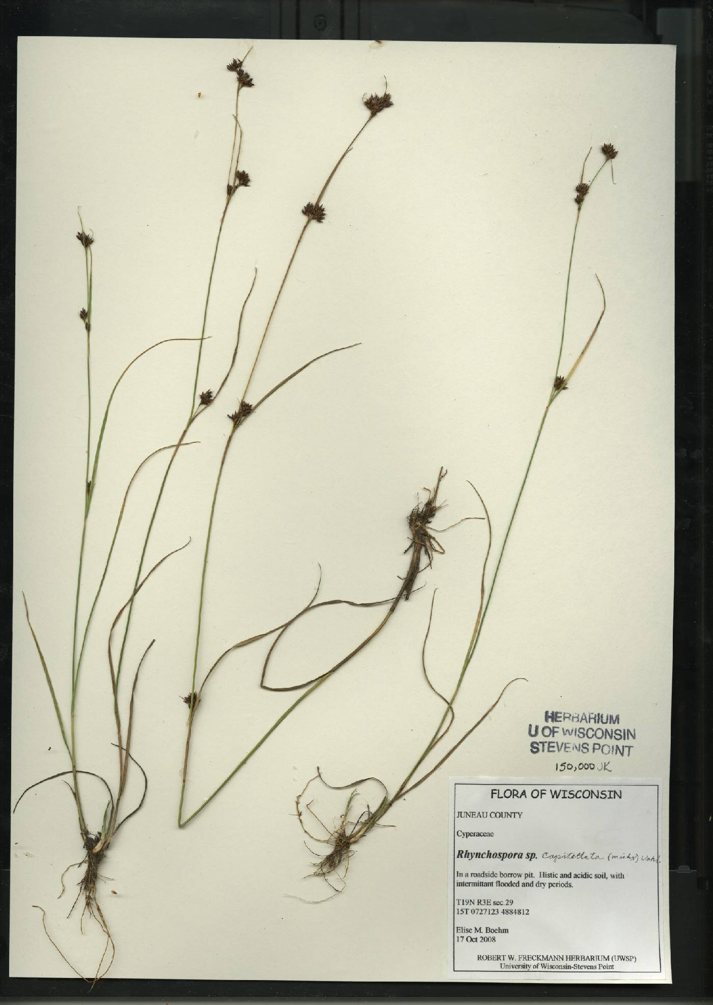 Rhynchospora capitellata image