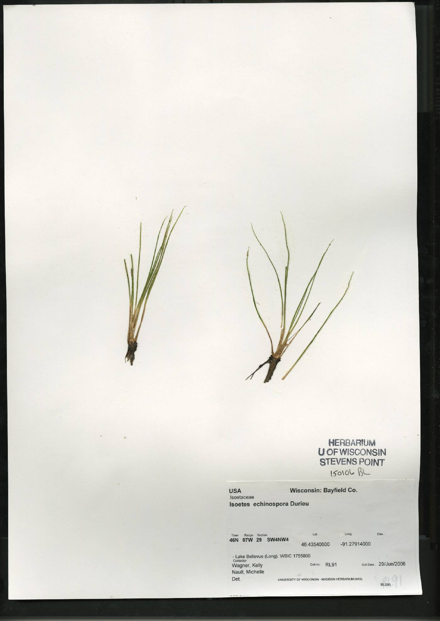 Isoëtes echinospora image