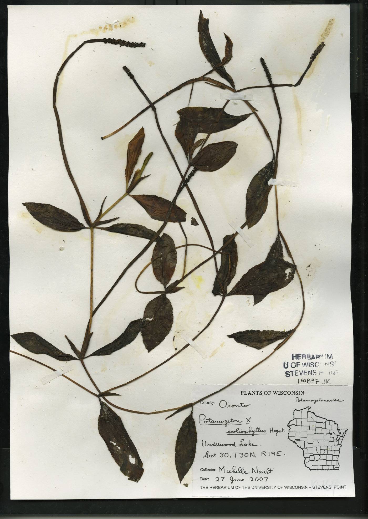 Potamogeton x scoliophyllus image