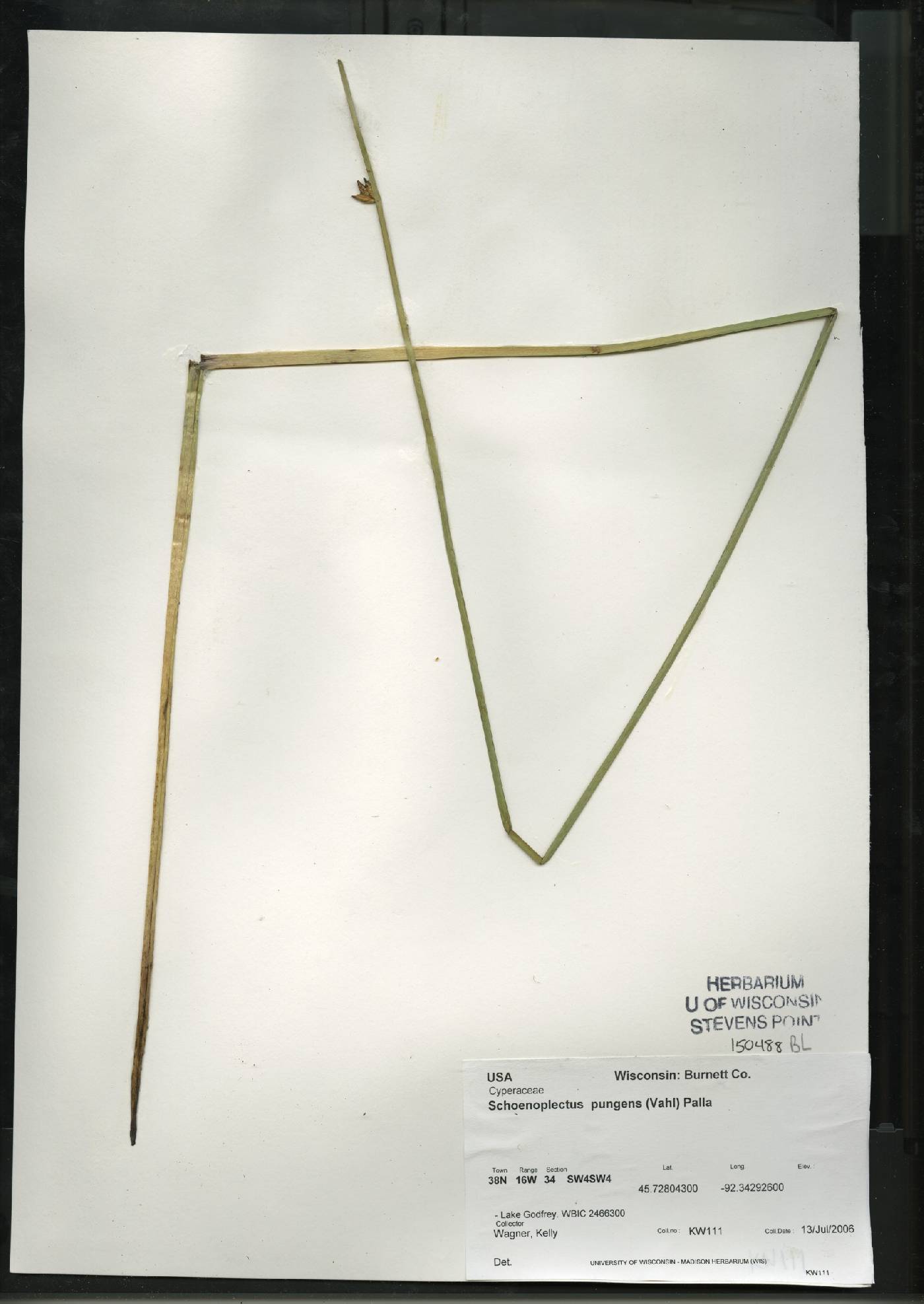 Schoenoplectus pungens image